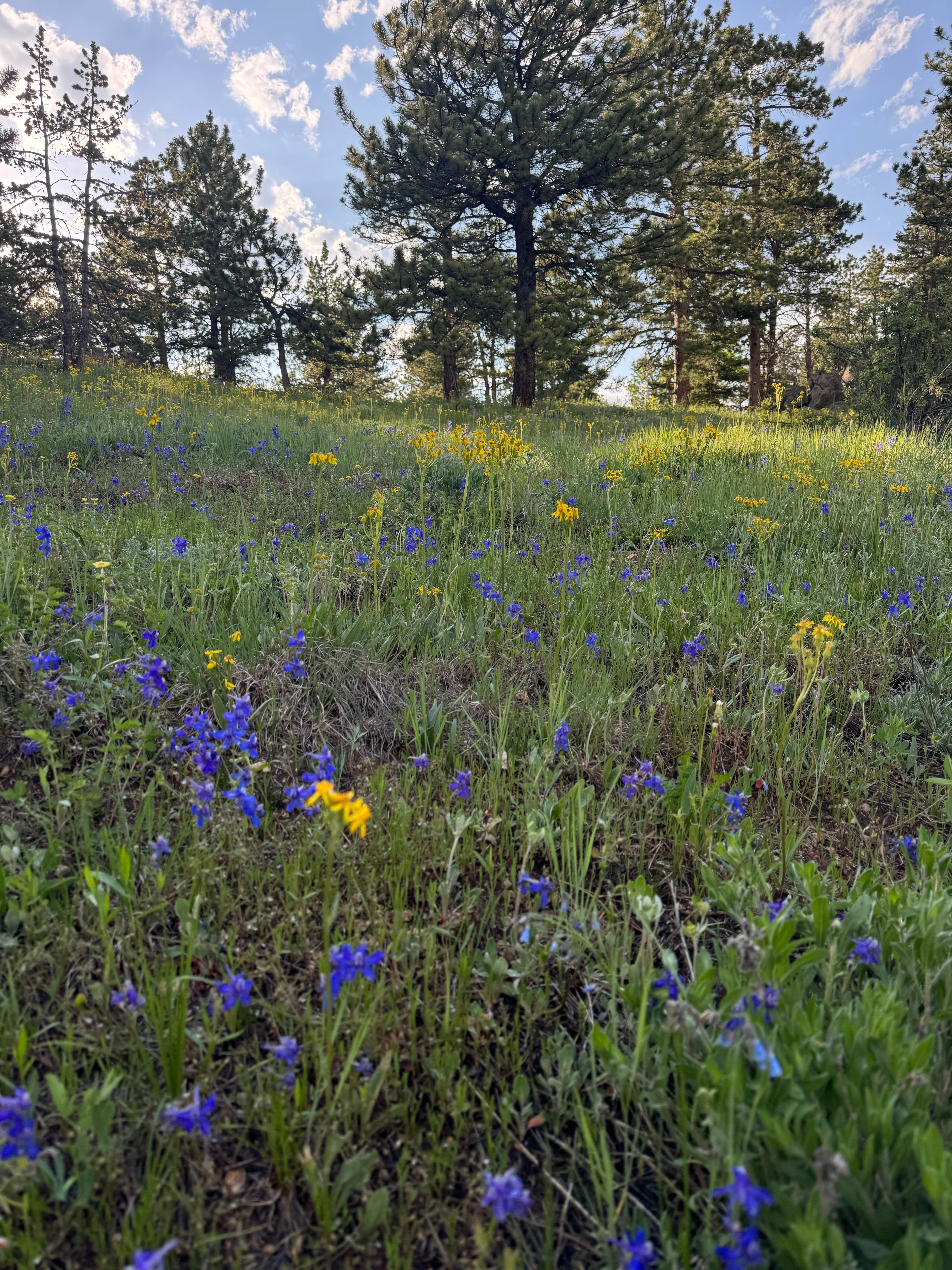 Camper-submitted photo at Gold Lake Area Dispersed near Berthoud, CO