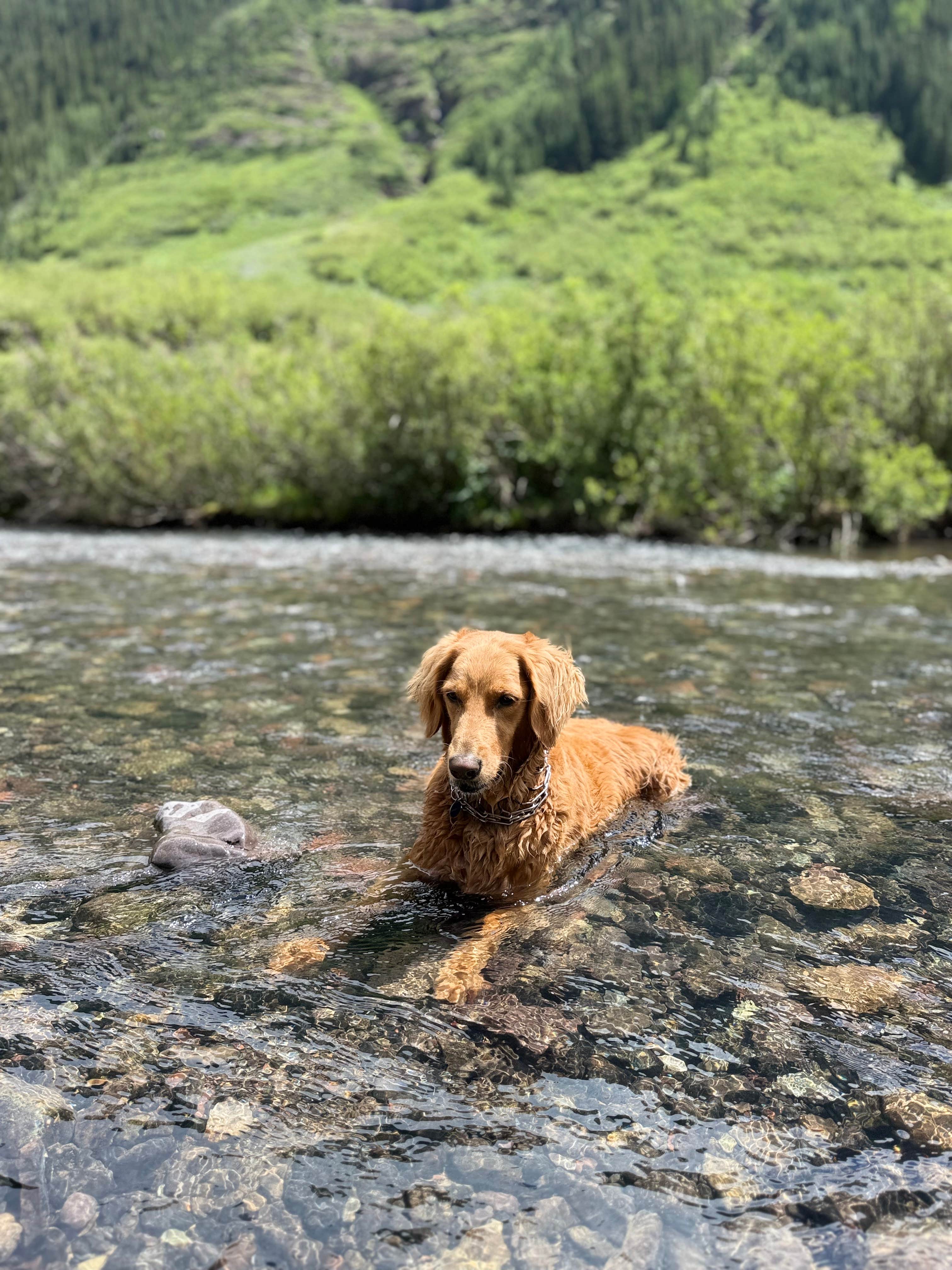 Vanessa C.'s photo of camping with pets at Golden Horn Dispersed near Telluride, CO