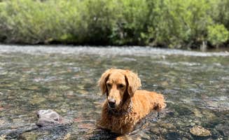Vanessa C.'s photo of camping with pets at Golden Horn Dispersed near Ophir, CO