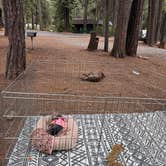 Review photo of Golden Pines RV Resort and Campground by Jeff H., October 3, 2026