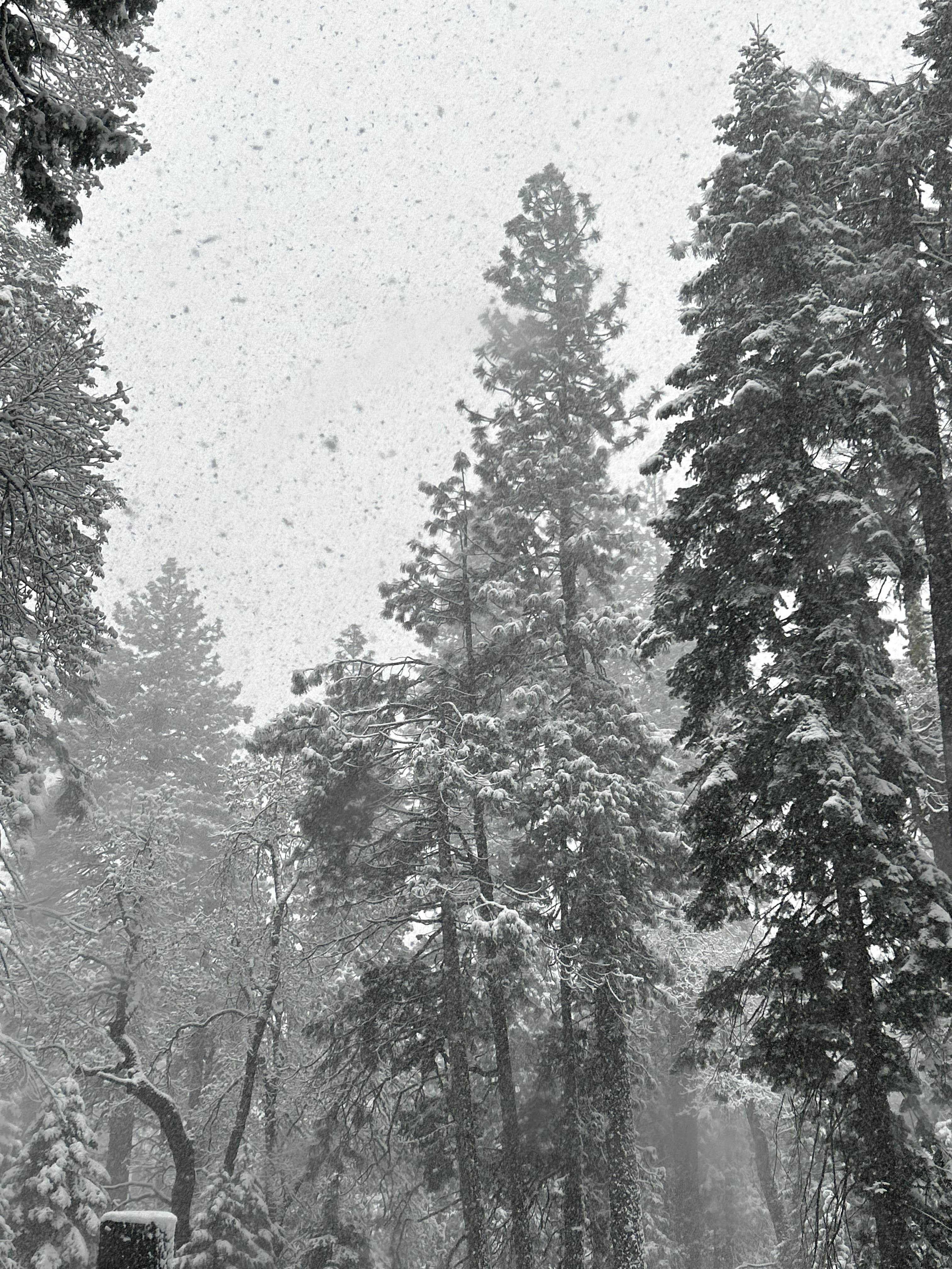 Camper-submitted photo at Golden Pines RV Resort and Campground near Long Barn, CA