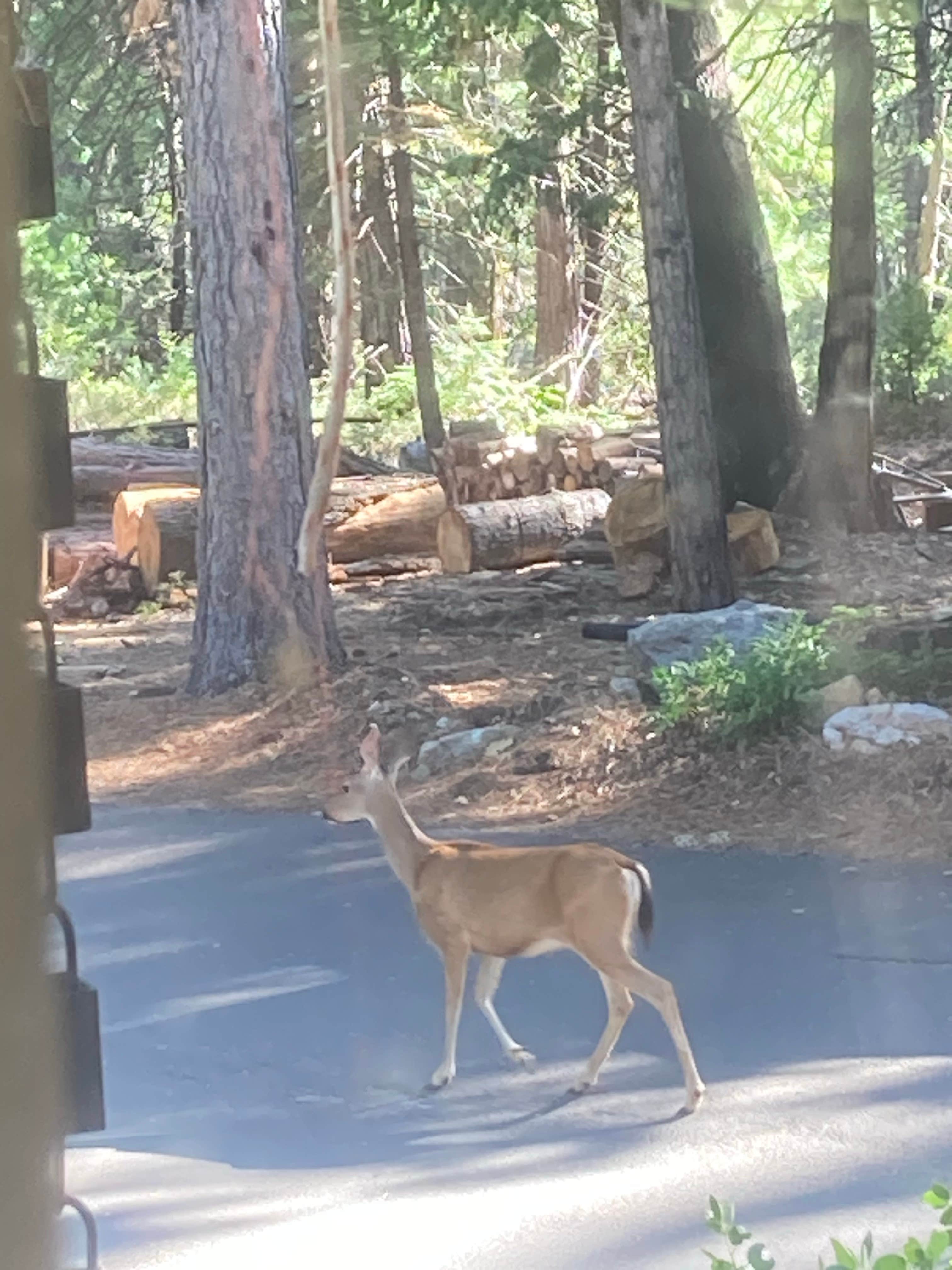 Camper-submitted photo at Golden Pines RV Resort and Campground near Long Barn, CA
