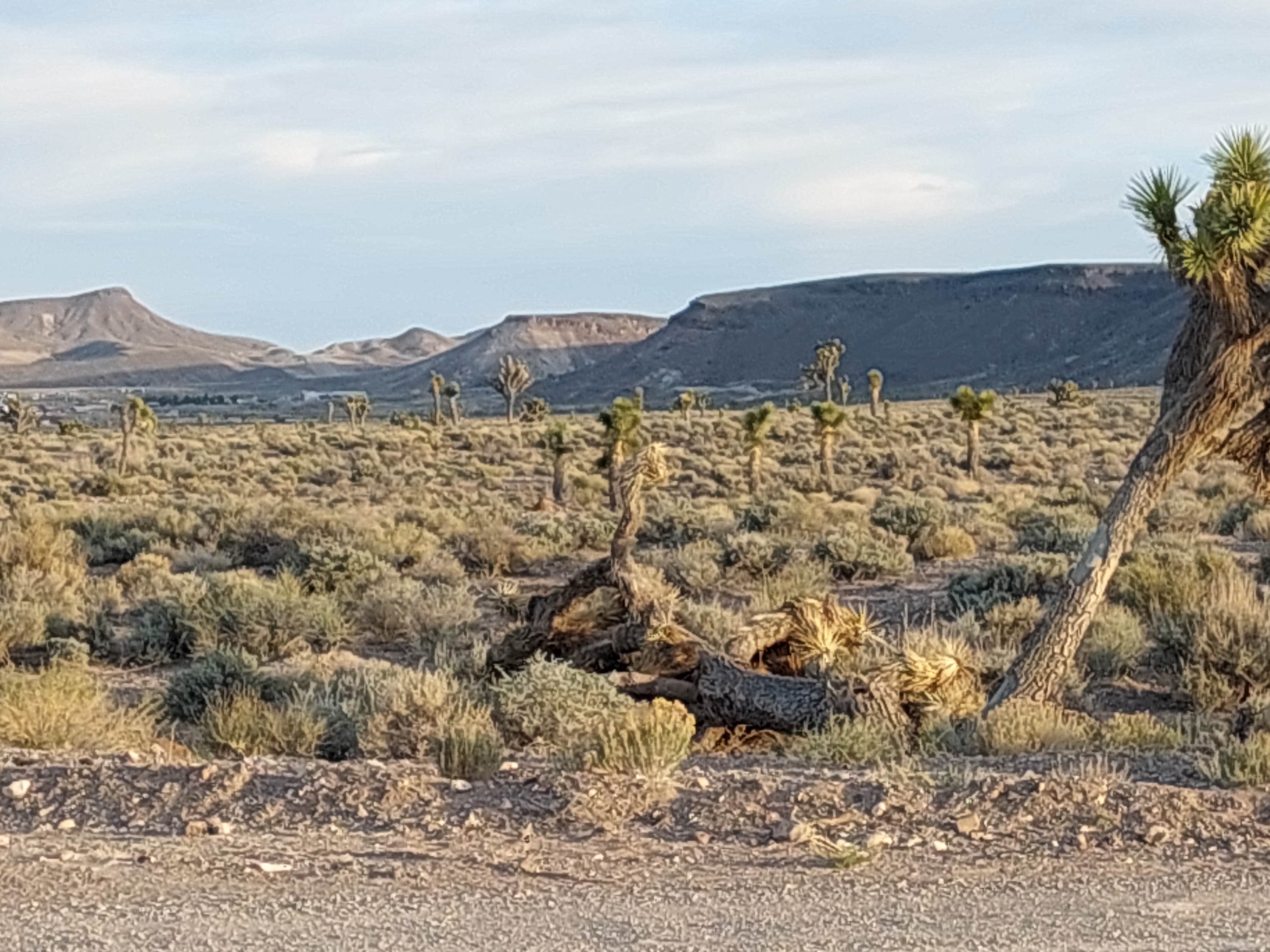 Camper-submitted photo at Goldfield Road Dispersed near Tonopah, NV