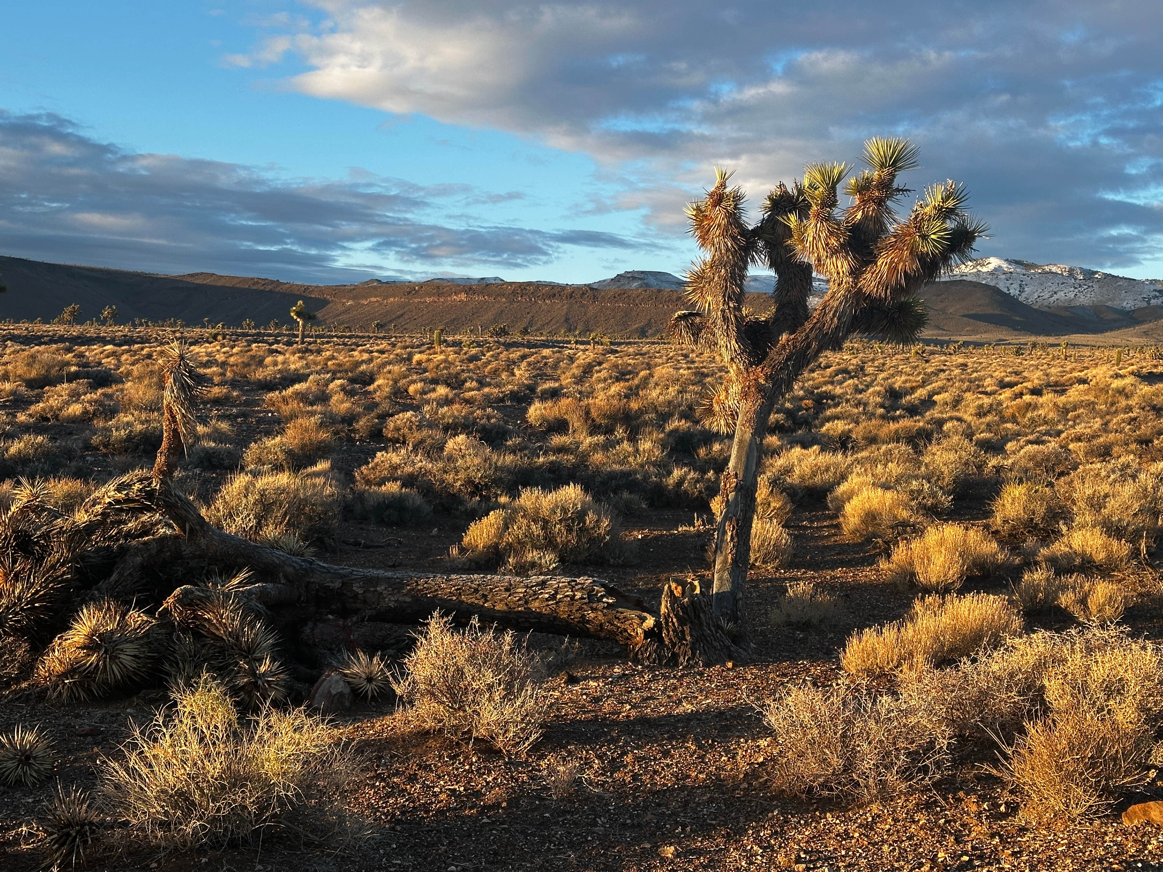 Camping near Clark's Custom Camp: Goldfield Road Dispersed, Tonopah, Nevada