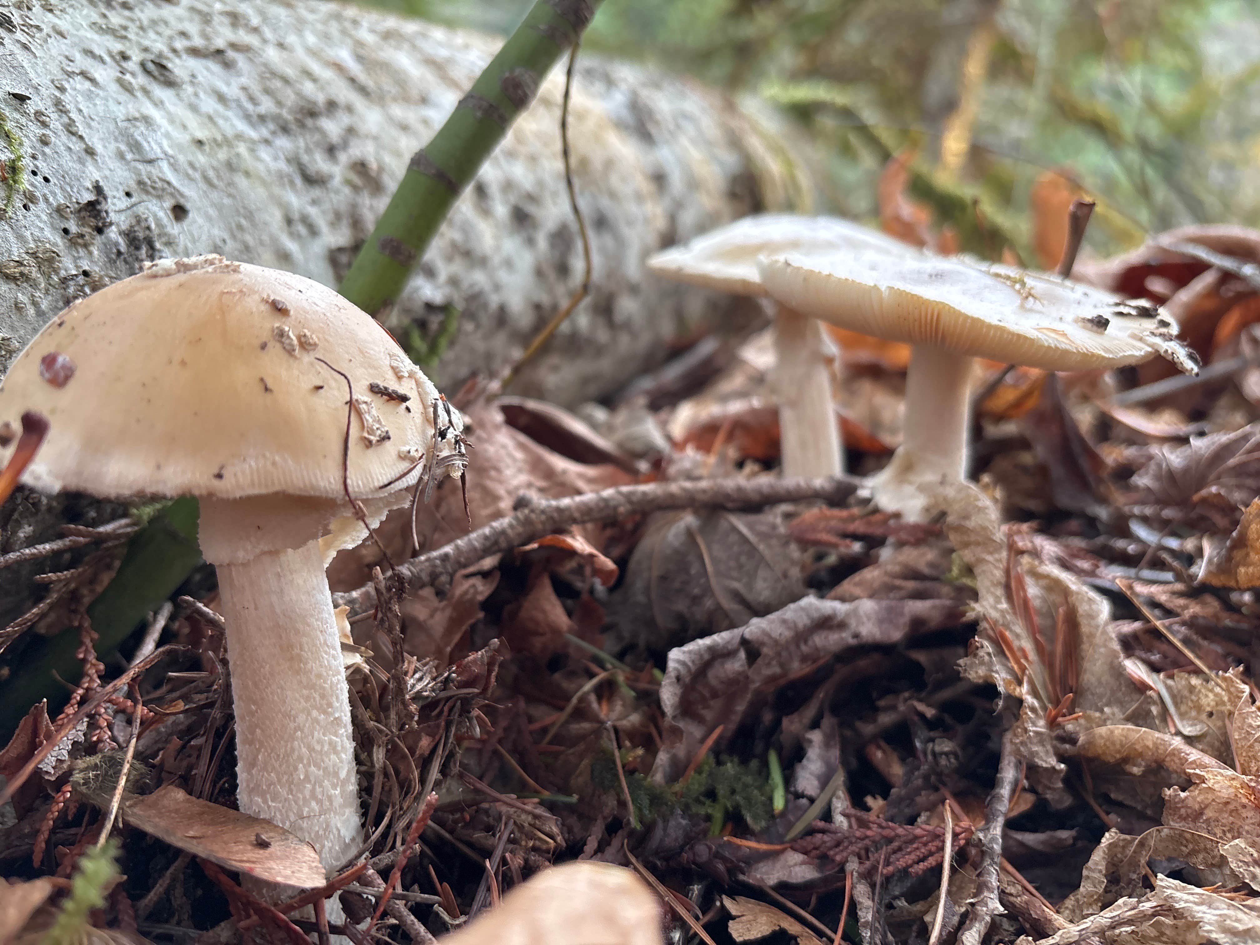 Camping near Gorge Lake Campground — Ross Lake National Recreation Area: Goodell Creek Campground — North Cascades National Park, Marblemount, Washington
