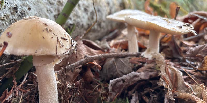Camper submitted image from Goodell Creek Campground — North Cascades National Park