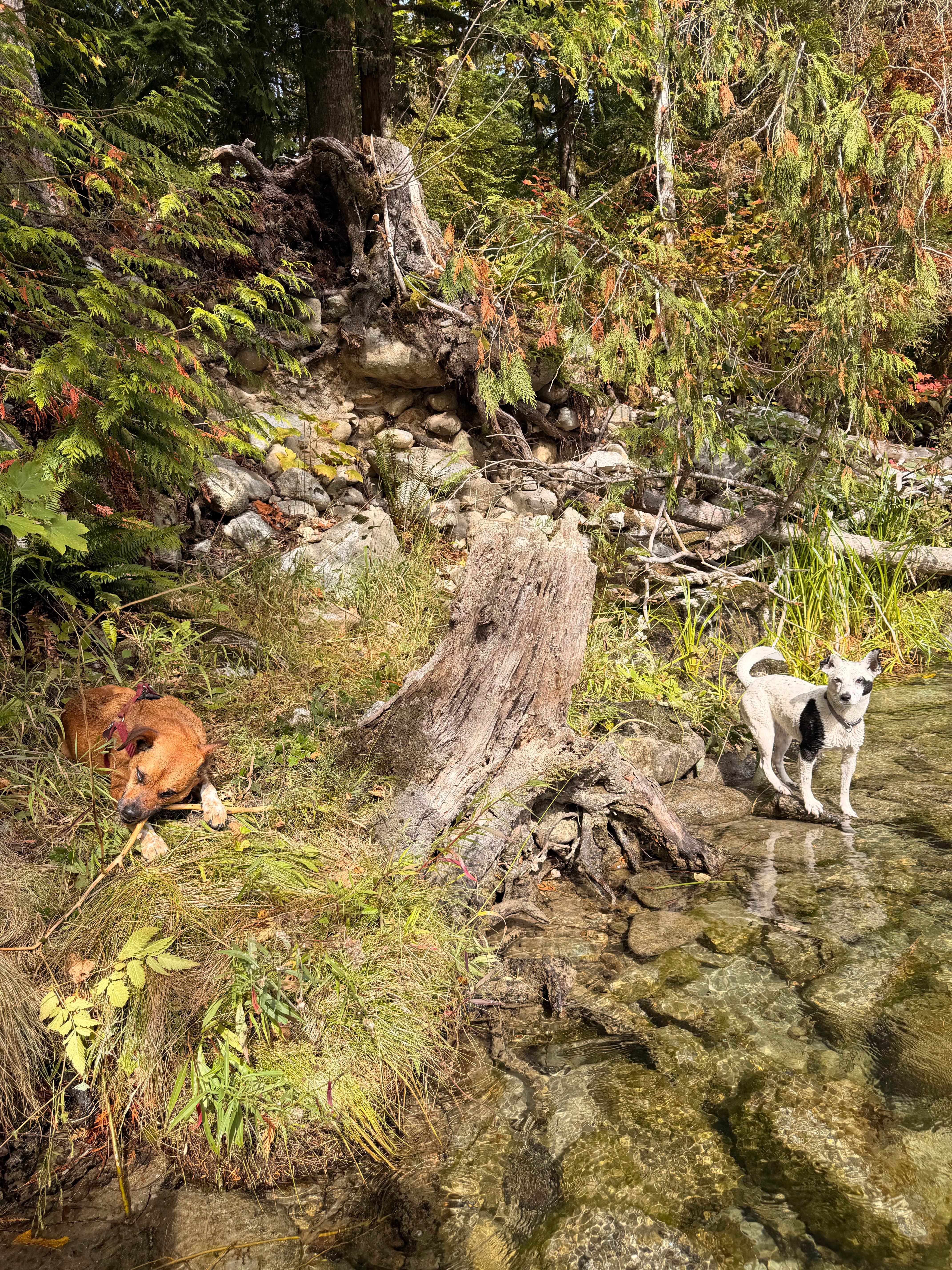 Amy W.'s photo of camping with pets at Goodell Creek Campground — North Cascades National Park near Concrete, WA