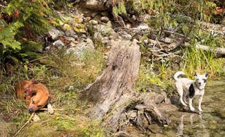 Amy W.'s photo of camping with pets at Goodell Creek Campground — North Cascades National Park near Concrete, WA