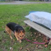 Review photo of Gooney Creek Campground by Dani , April 4, 2026