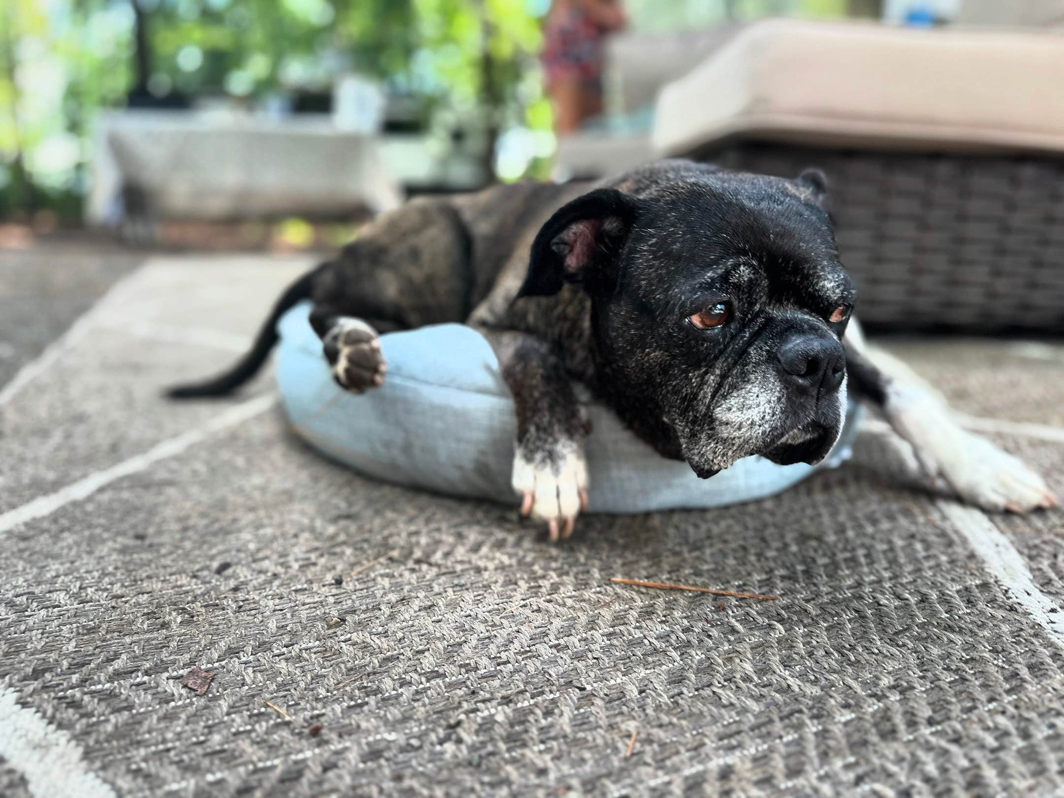 Bobby C.'s photo of camping with pets at COE Philpott Lake Goose Point Park near Claudville, VA