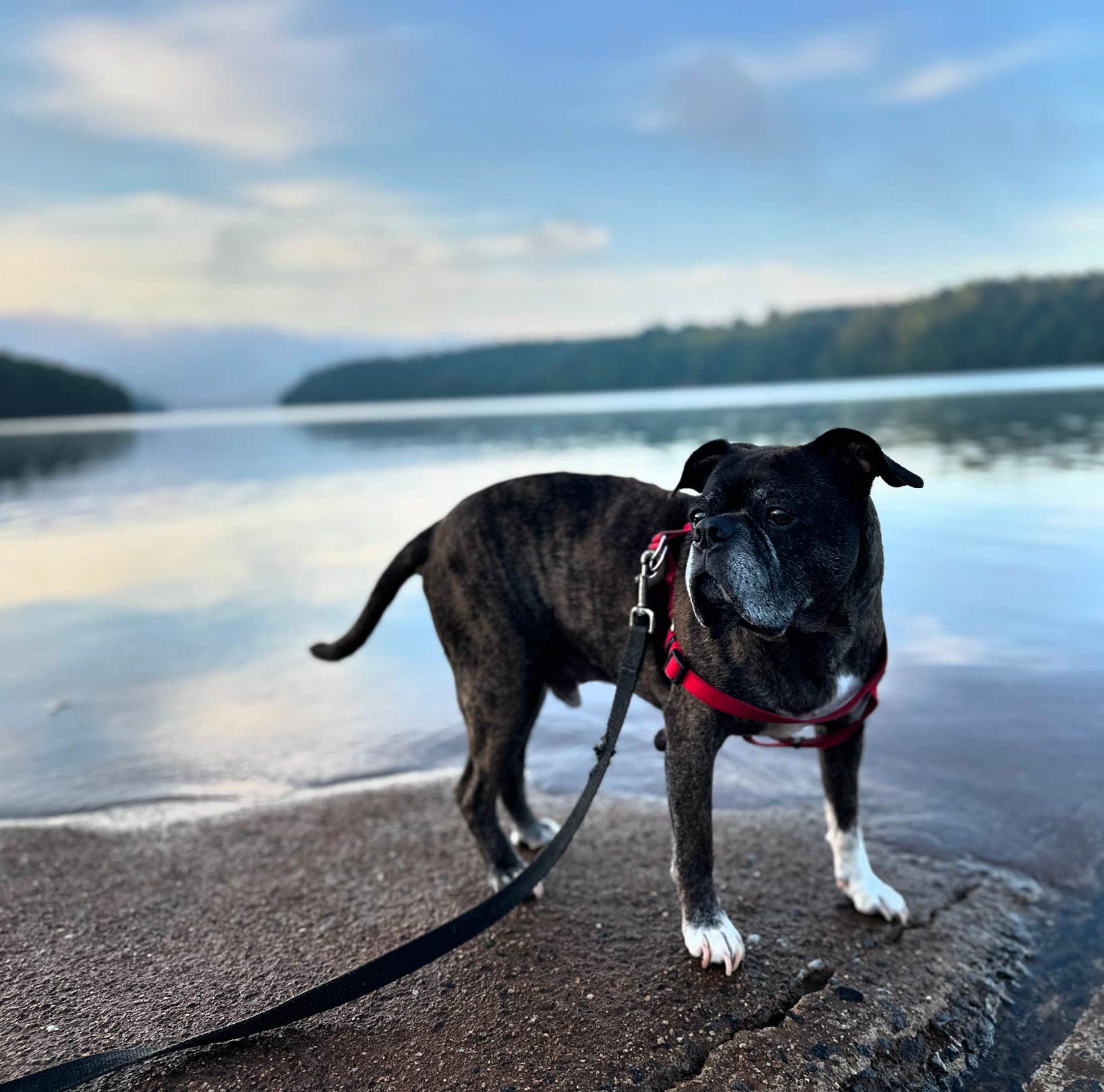 Bobby C.'s photo of camping with pets at COE Philpott Lake Goose Point Park near Bent Mountain, VA