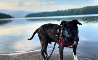Bobby C.'s photo of camping with pets at COE Philpott Lake Goose Point Park near Bent Mountain, VA