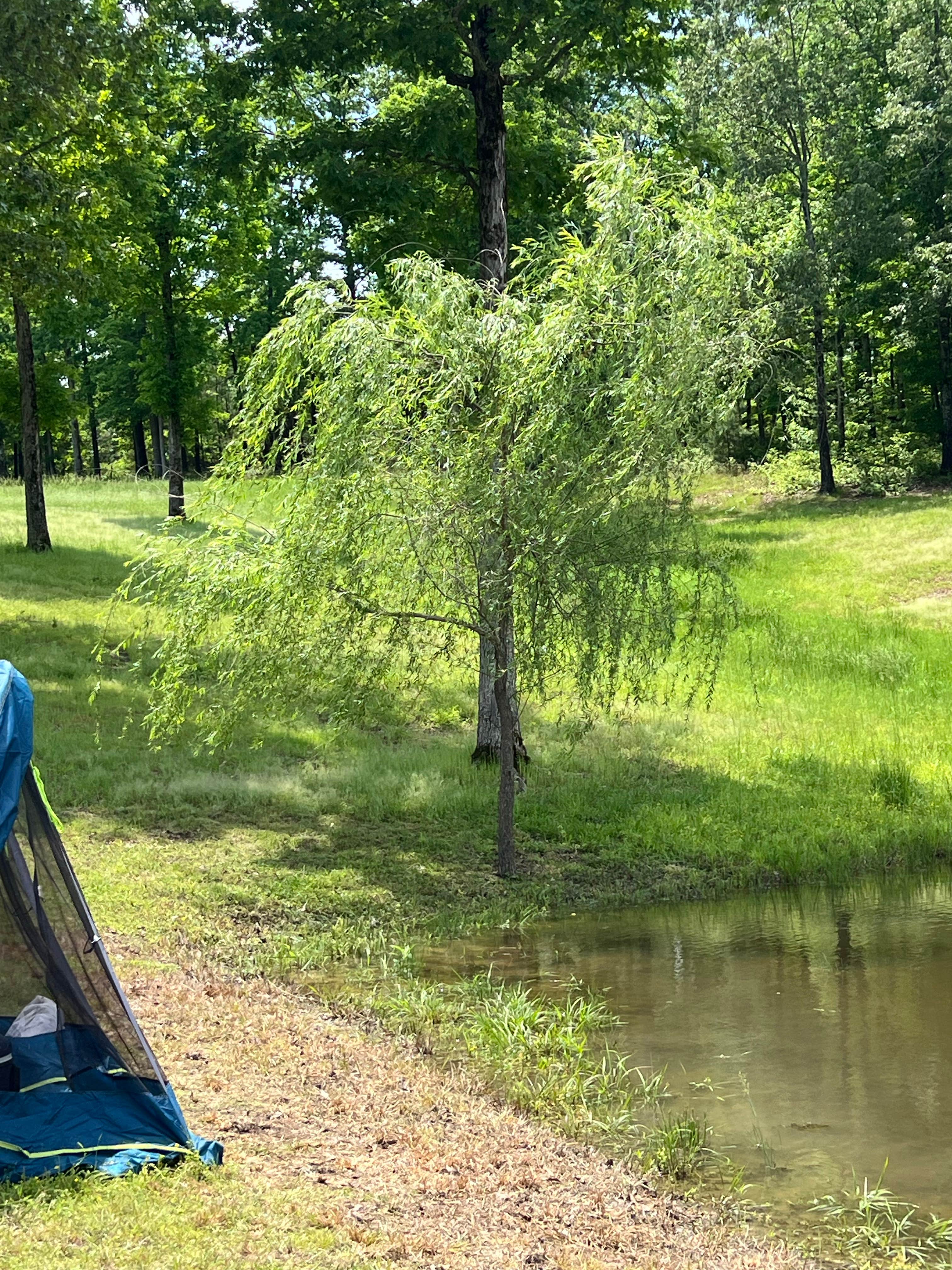 Michele D.'s photo at Goose Pond Road Camp near Malvern, AR