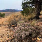 Review photo of Gooseberry Mesa by Hamish D., February 4, 2024
