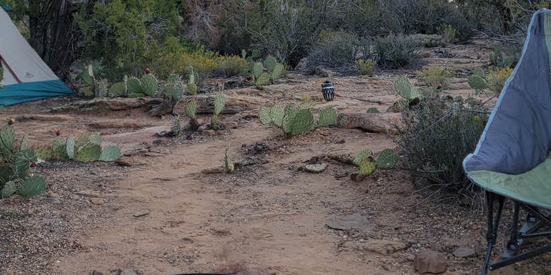 Camper submitted image from Gooseberry Mesa