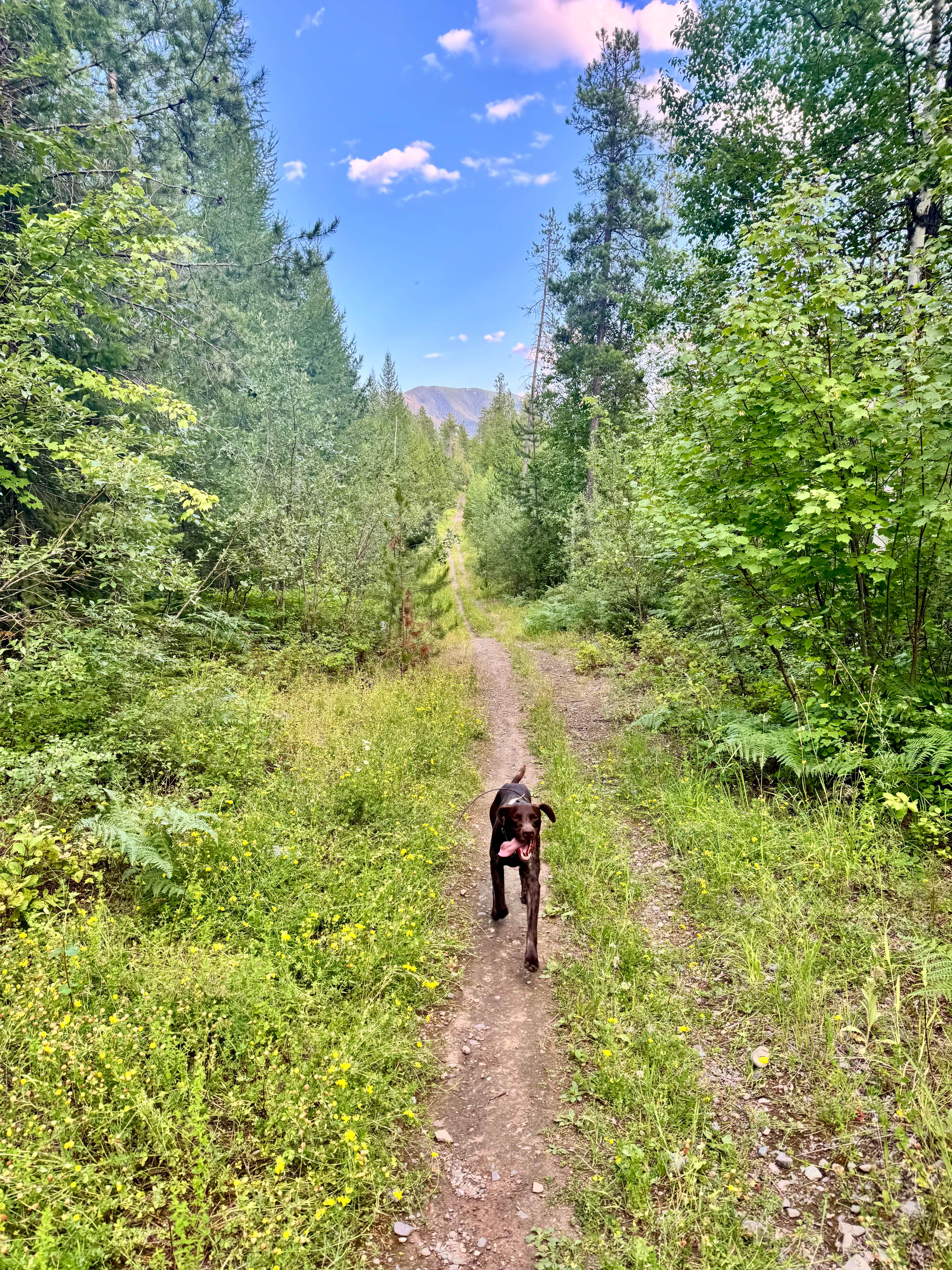 Reames C.'s photo of camping with pets at GooseHead Camping Area near Essex, MT