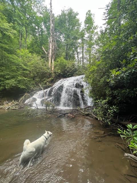 Richard L.'s photo of camping with pets at Gorges State Park Campground near Sunset, SC