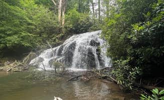 Richard L.'s photo of camping with pets at Gorges State Park Campground near Cashiers, NC