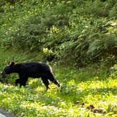 Review photo of Gorges State Park Campground by Lisa M., September 12, 2025