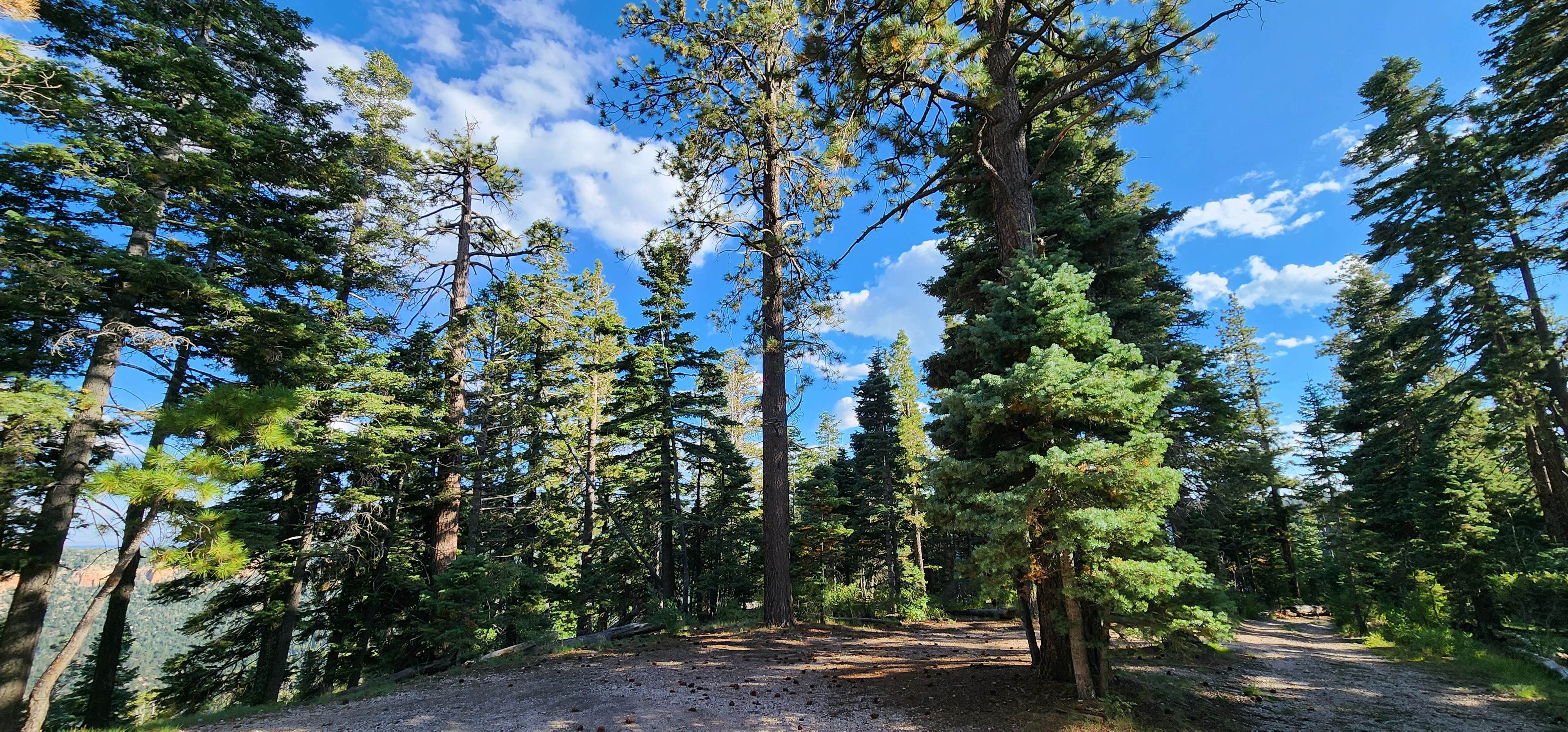 Camper submitted image from Grand Canyon East Rim Camping - 4