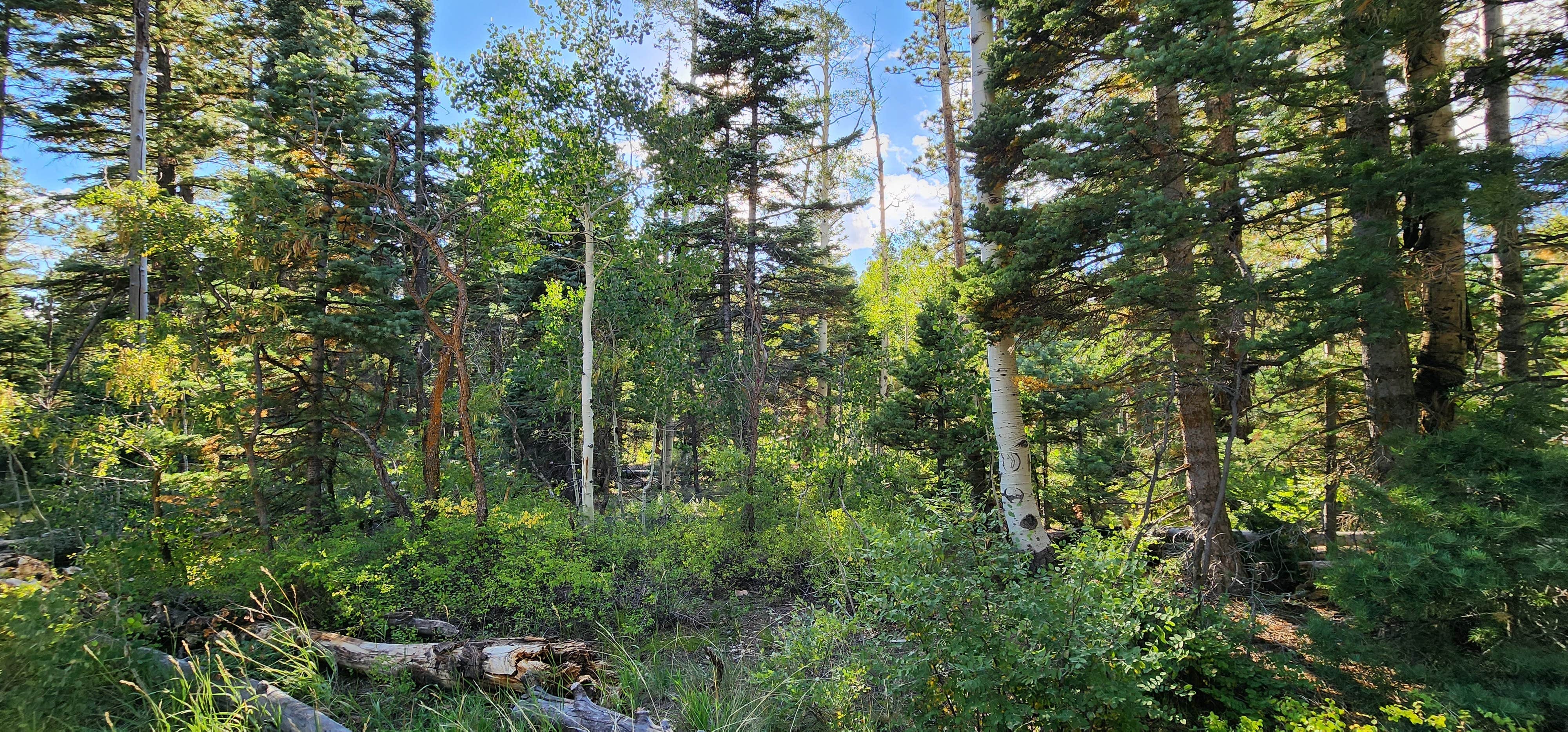 Camper submitted image from Grand Canyon East Rim Camping - 1