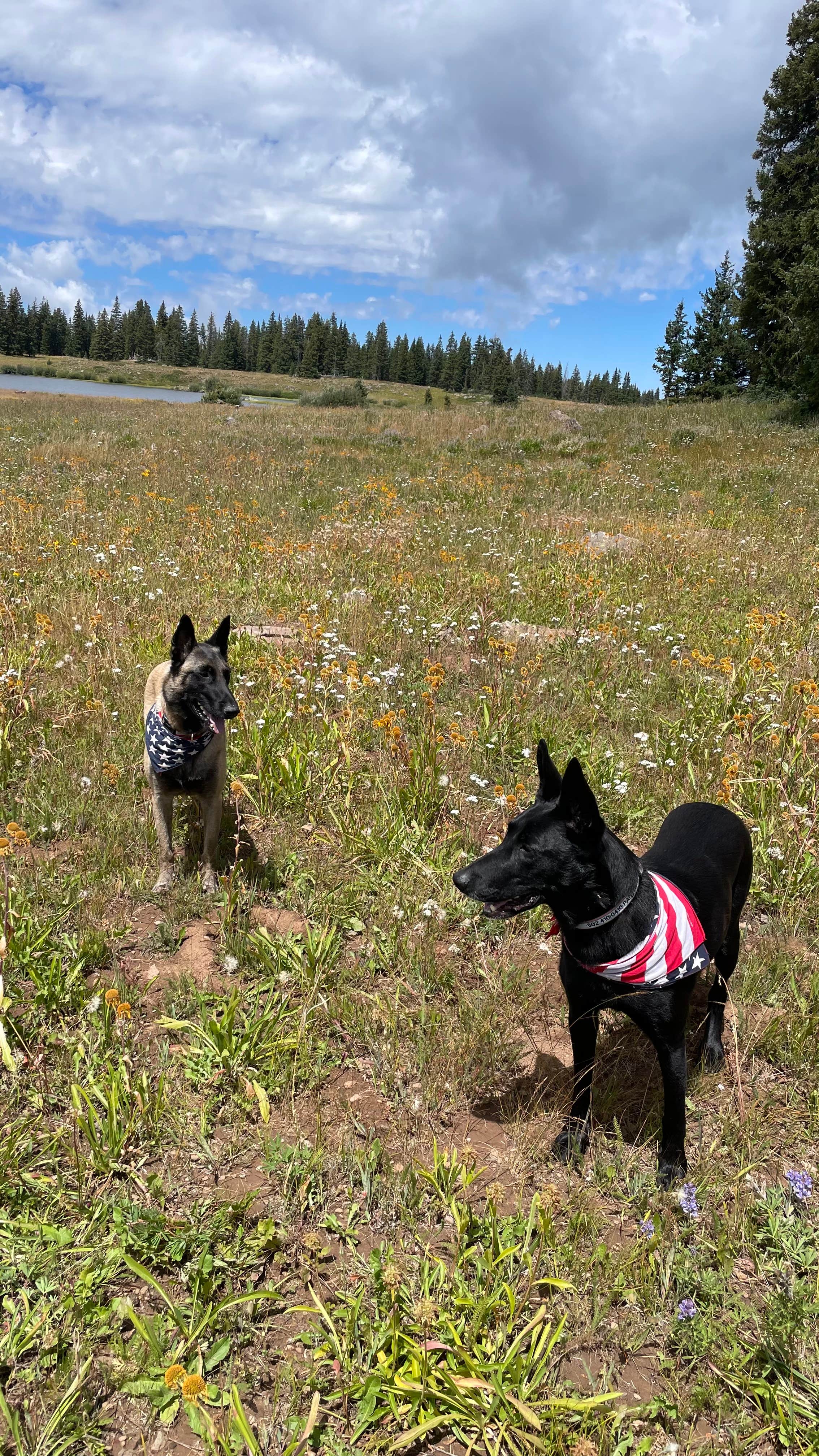 Camper submitted image from Grand Mesa Colorado FSR 100 - 1