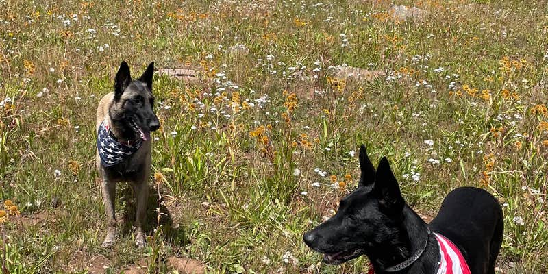 Camper submitted image from Grand Mesa Colorado FSR 100