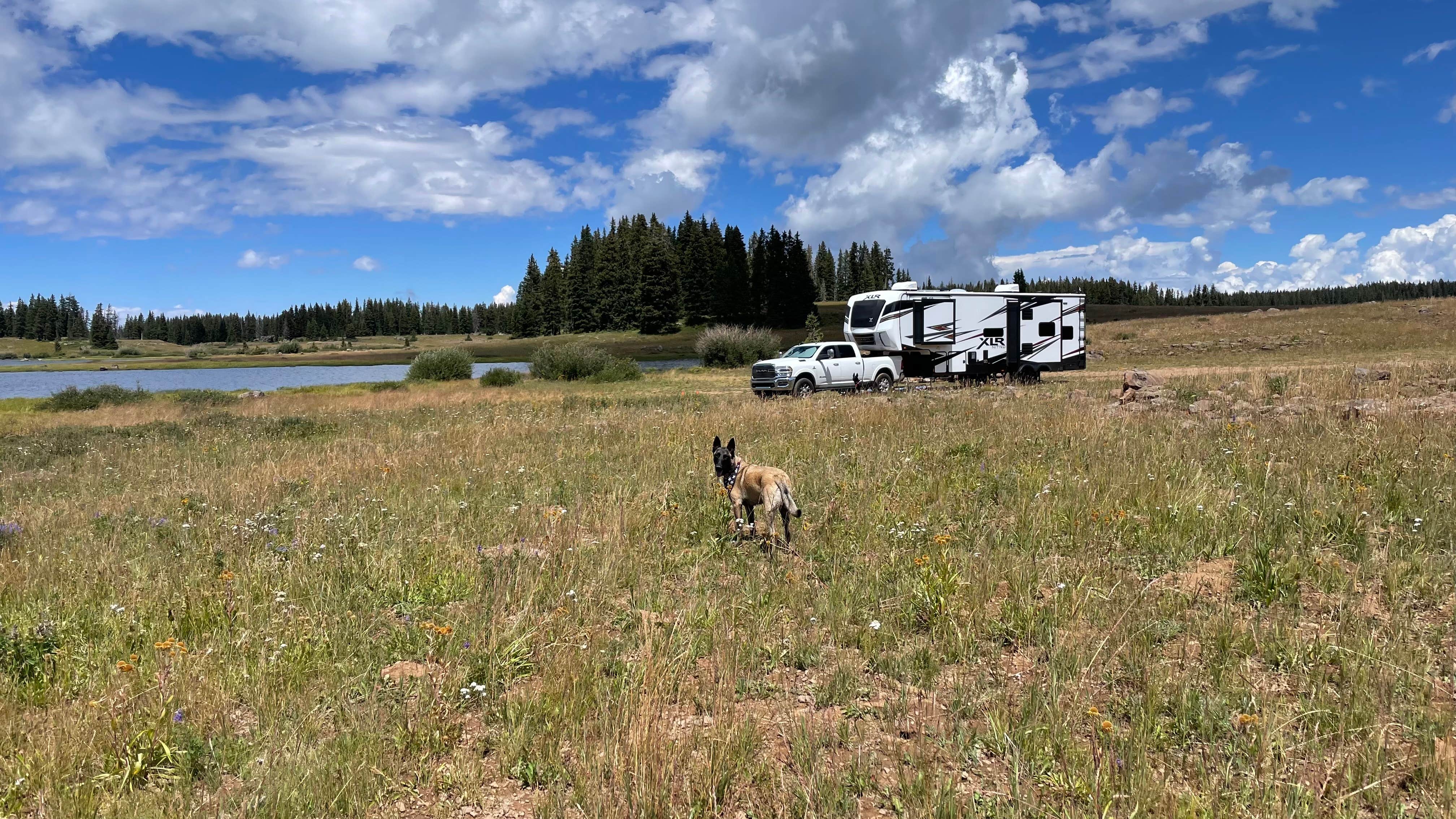 Brian E.'s photo of camping with pets at Grand Mesa Colorado FSR 100 near Palisade, CO