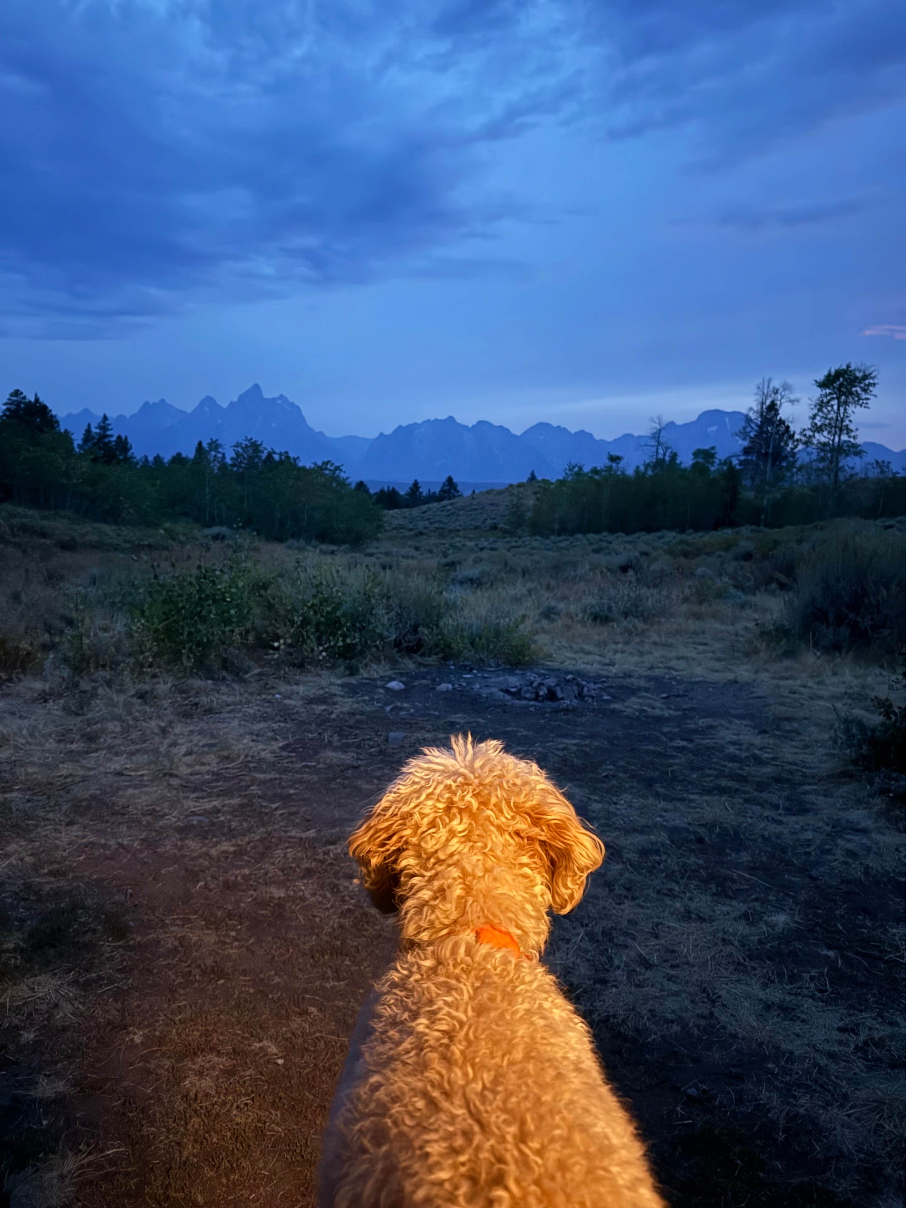 Paul L.'s photo of camping with pets at Grand Teton Lookout near Grand Teton National Park