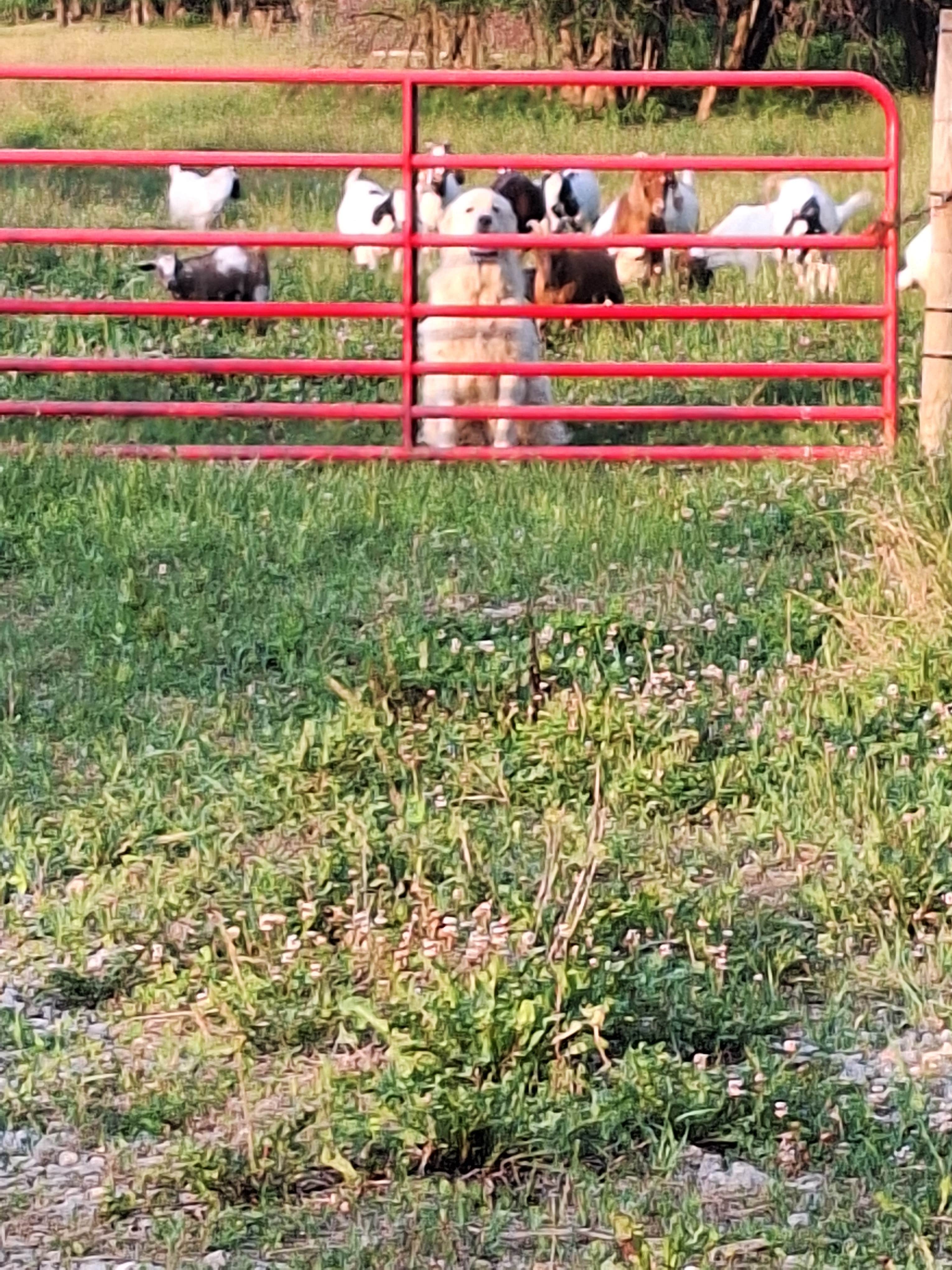 Camper-submitted photo at Grandpas Farm Camp Ground near Richmond, IN