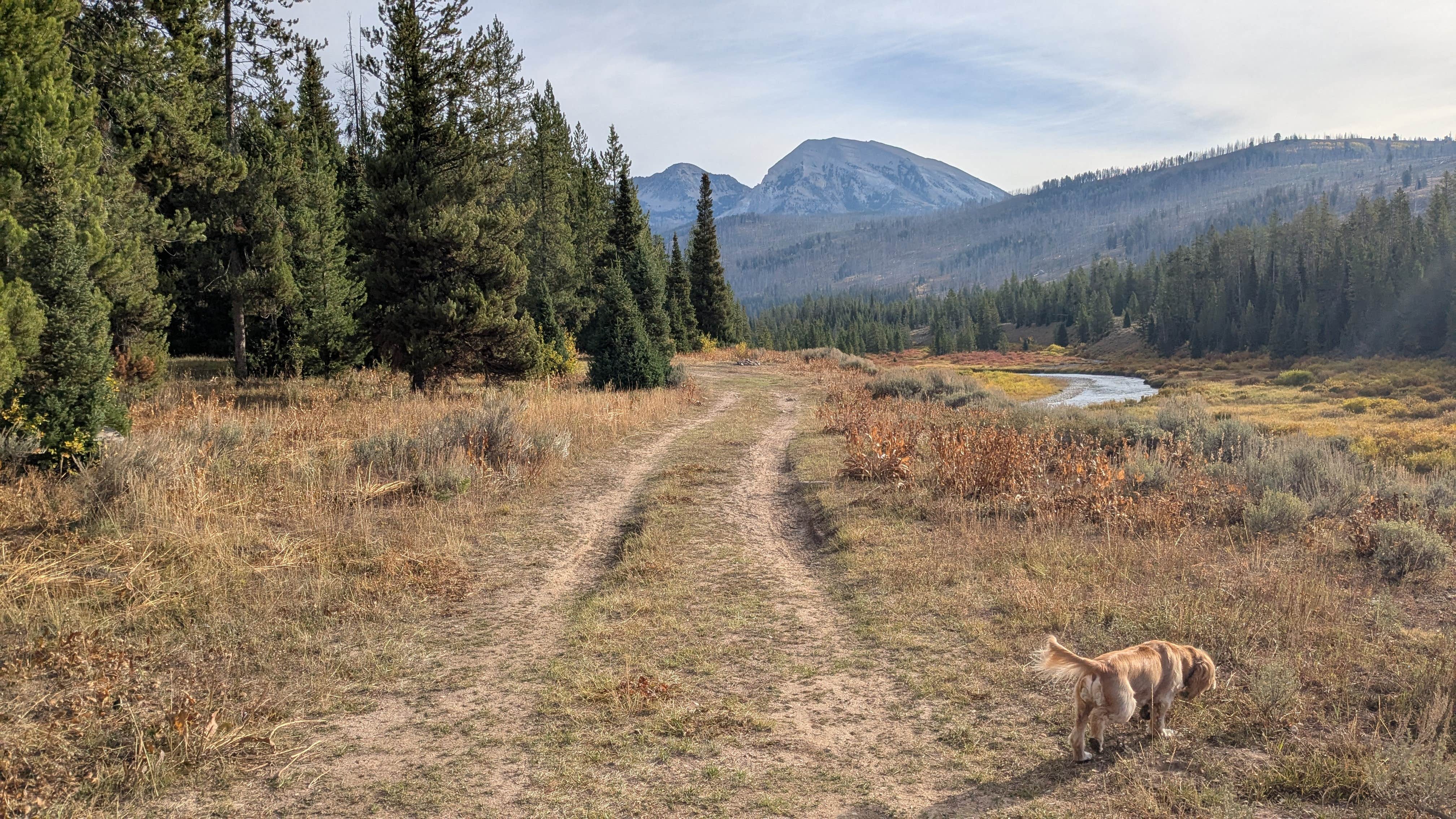 David M.'s photo of camping with pets at Granite Creek Road Dispersed Camping near Bridger-Teton National Forest