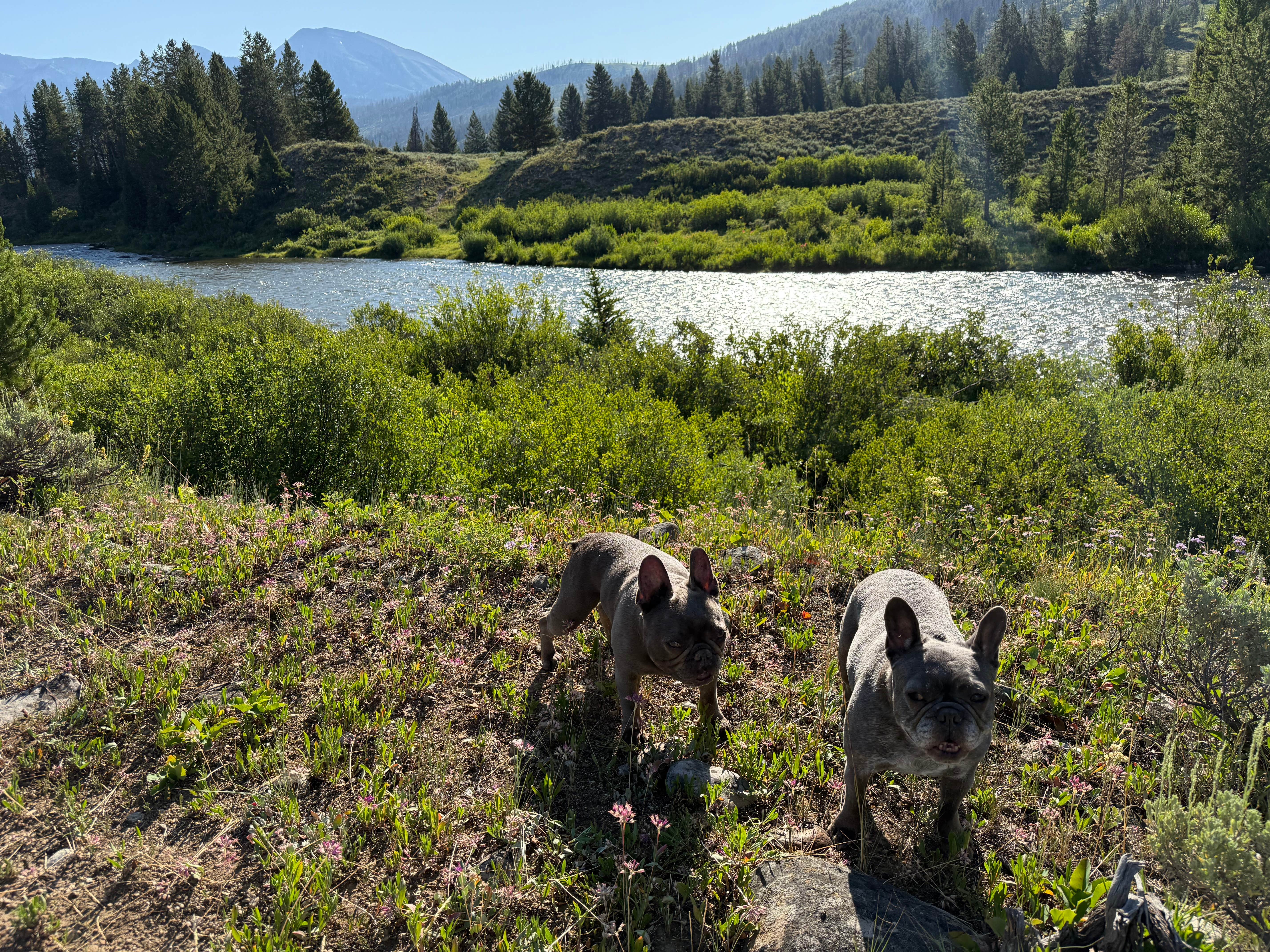 Peter P.'s photo of a dispersed camping area at Granite Creek Road Dispersed Camping near Daniel, WY