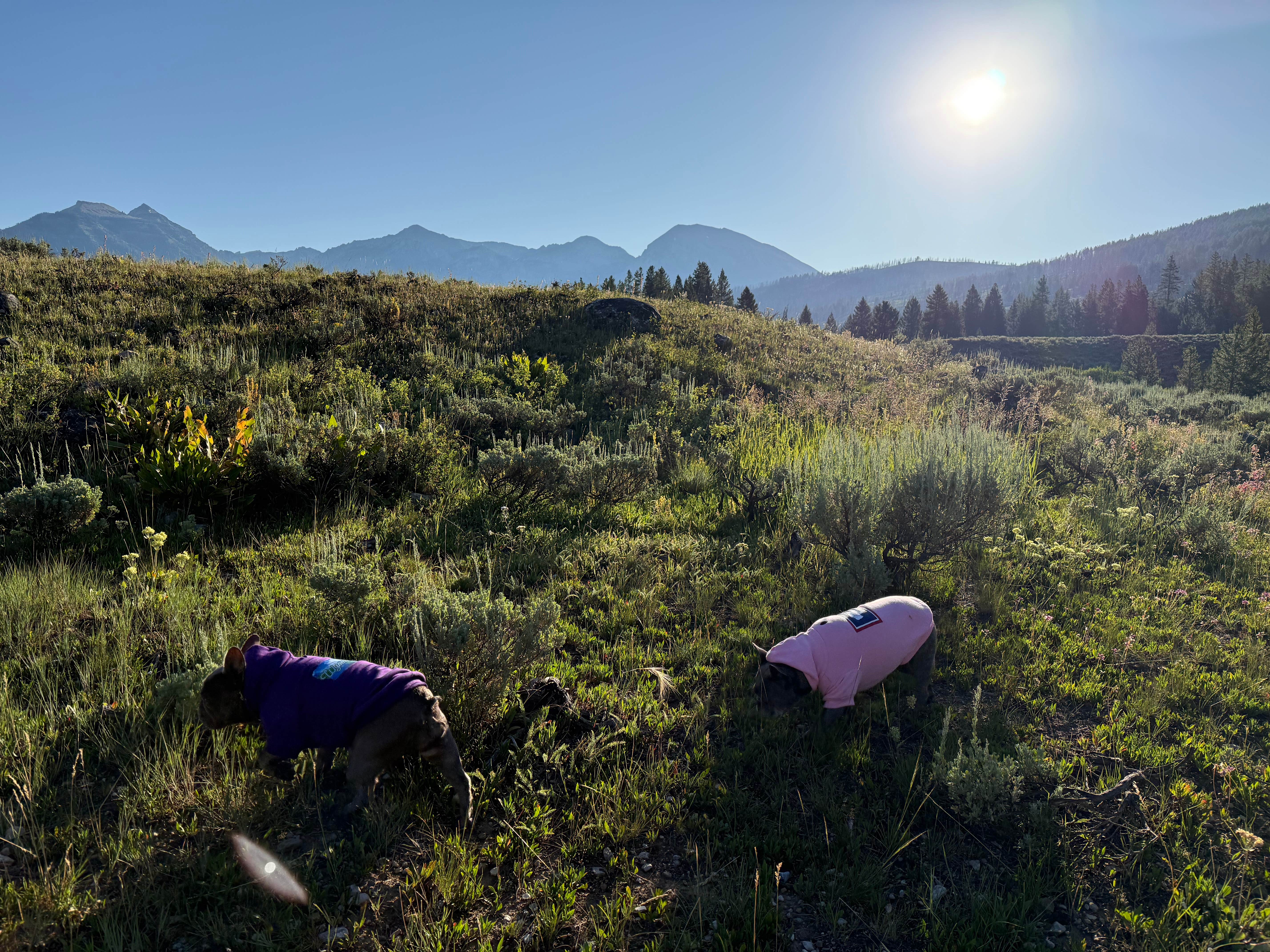 Peter P.'s photo of camping with pets at Granite Creek Road Dispersed Camping near Cora, WY