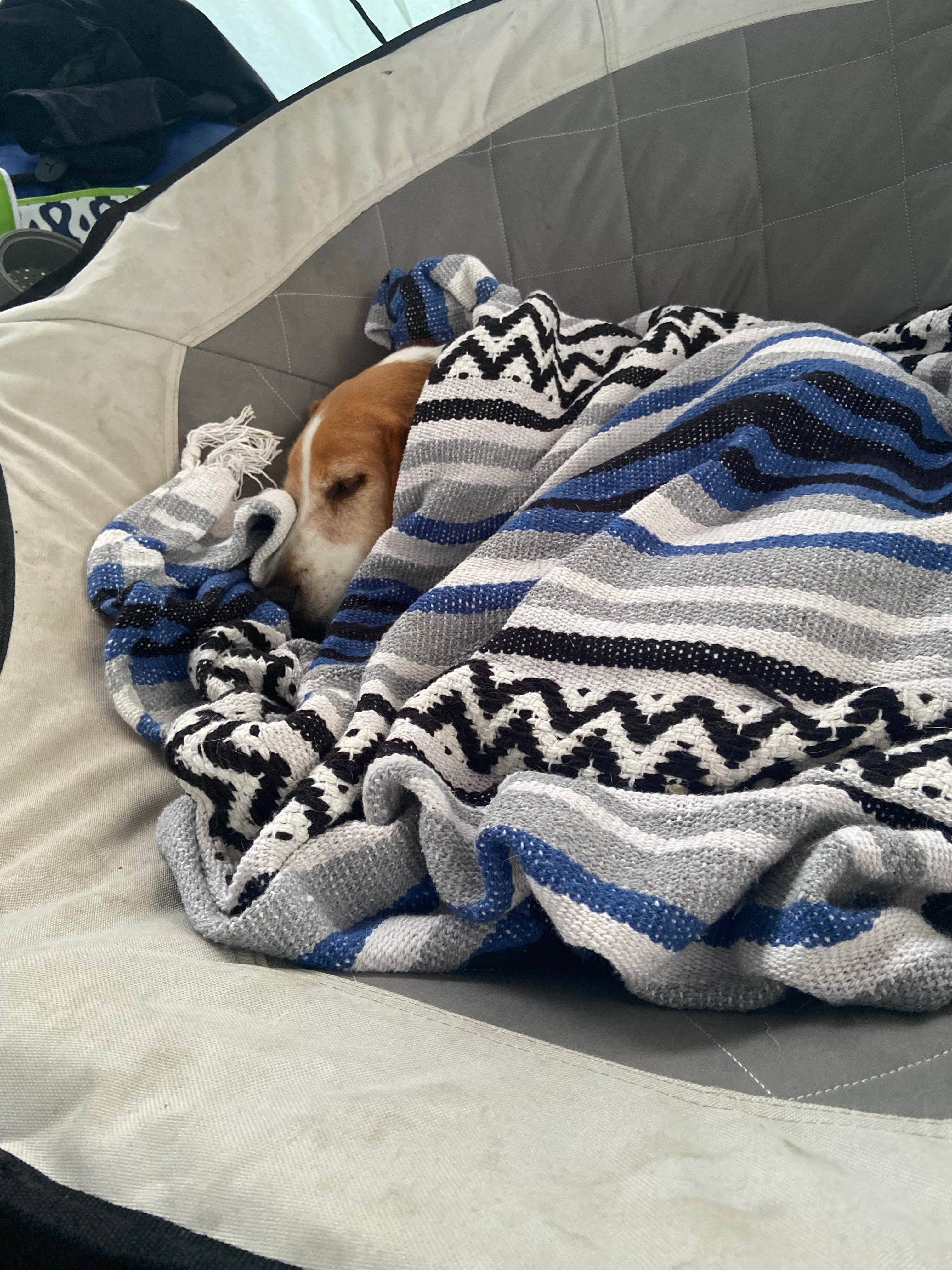 Cindy P.'s photo of camping with pets at Granite Hill Camping Resort near Waynesboro, PA