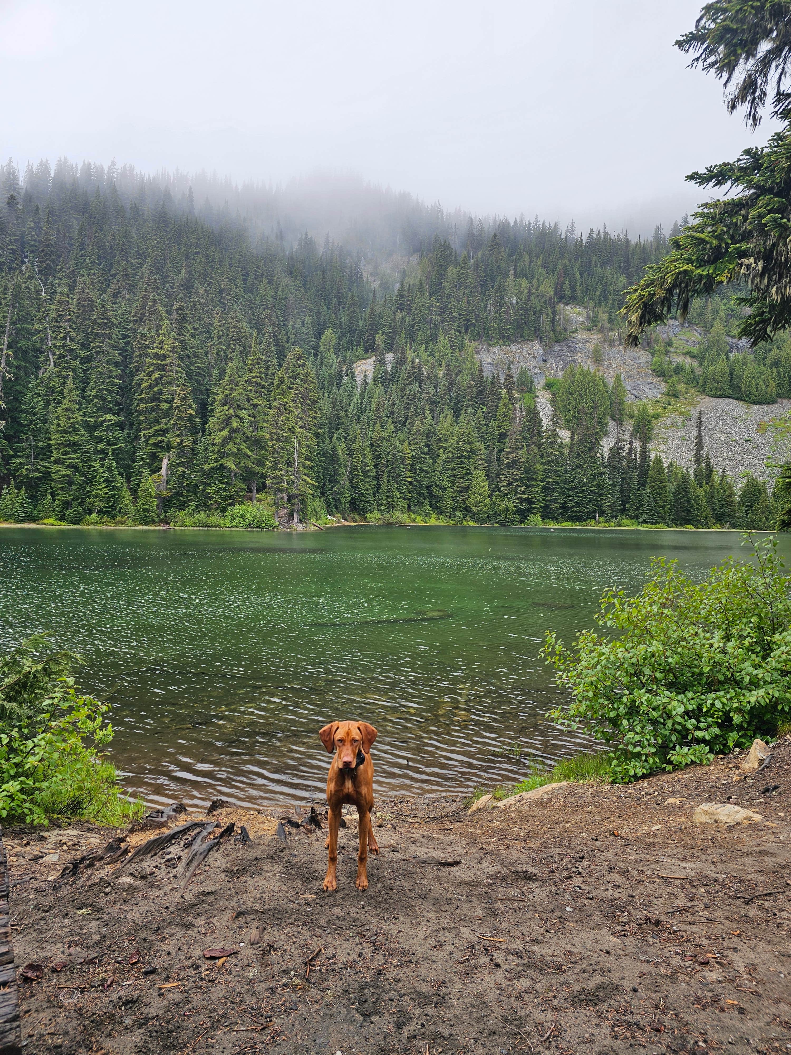 SpentBrassOffroad B.'s photo of a dispersed camping area at Granite Lake Dispersed Camping Area near Goose Prairie, WA