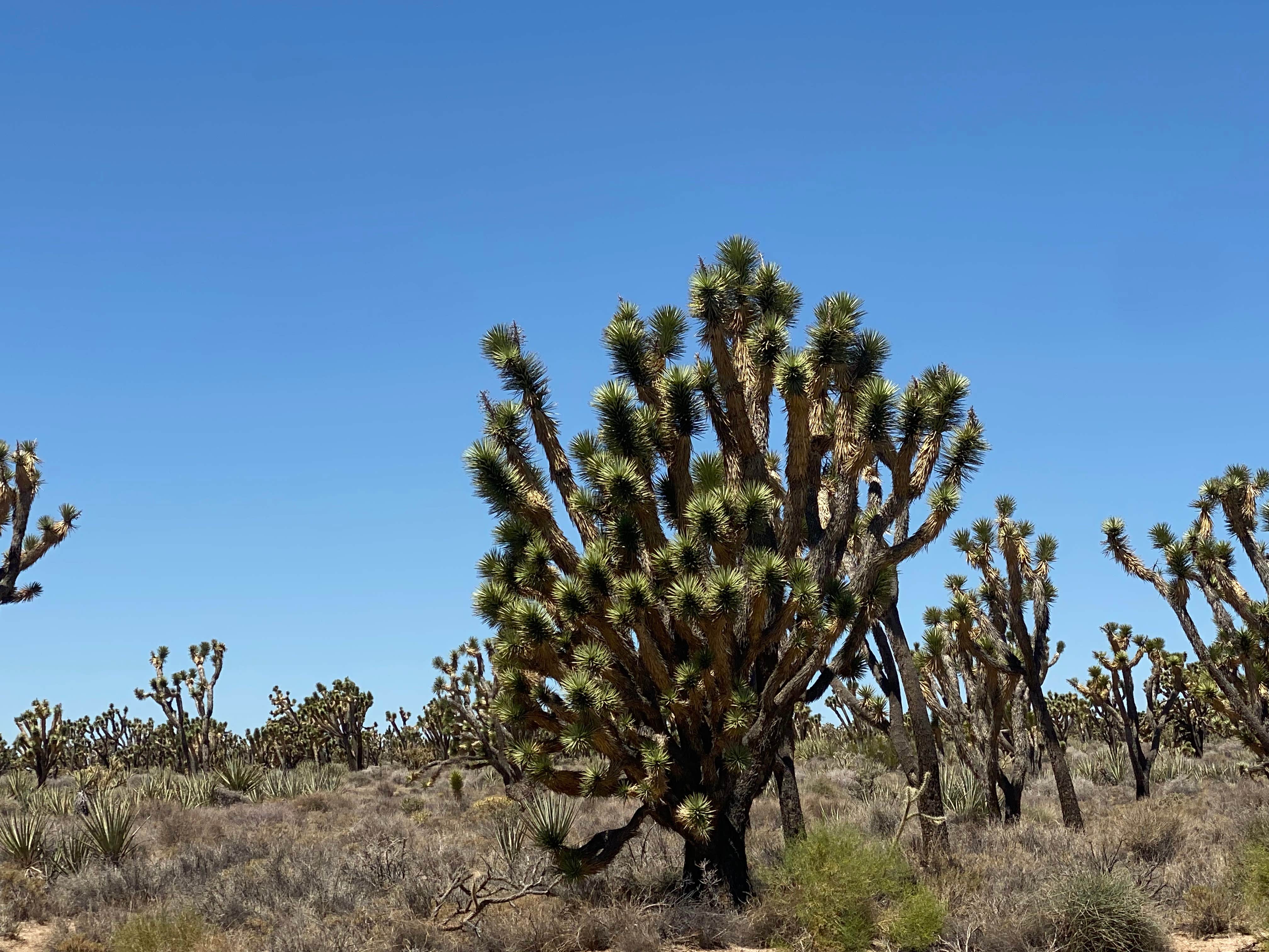 Camper-submitted photo at Granite Pass Dispersed Roadside Camping — Mojave National Preserve near Amboy, CA