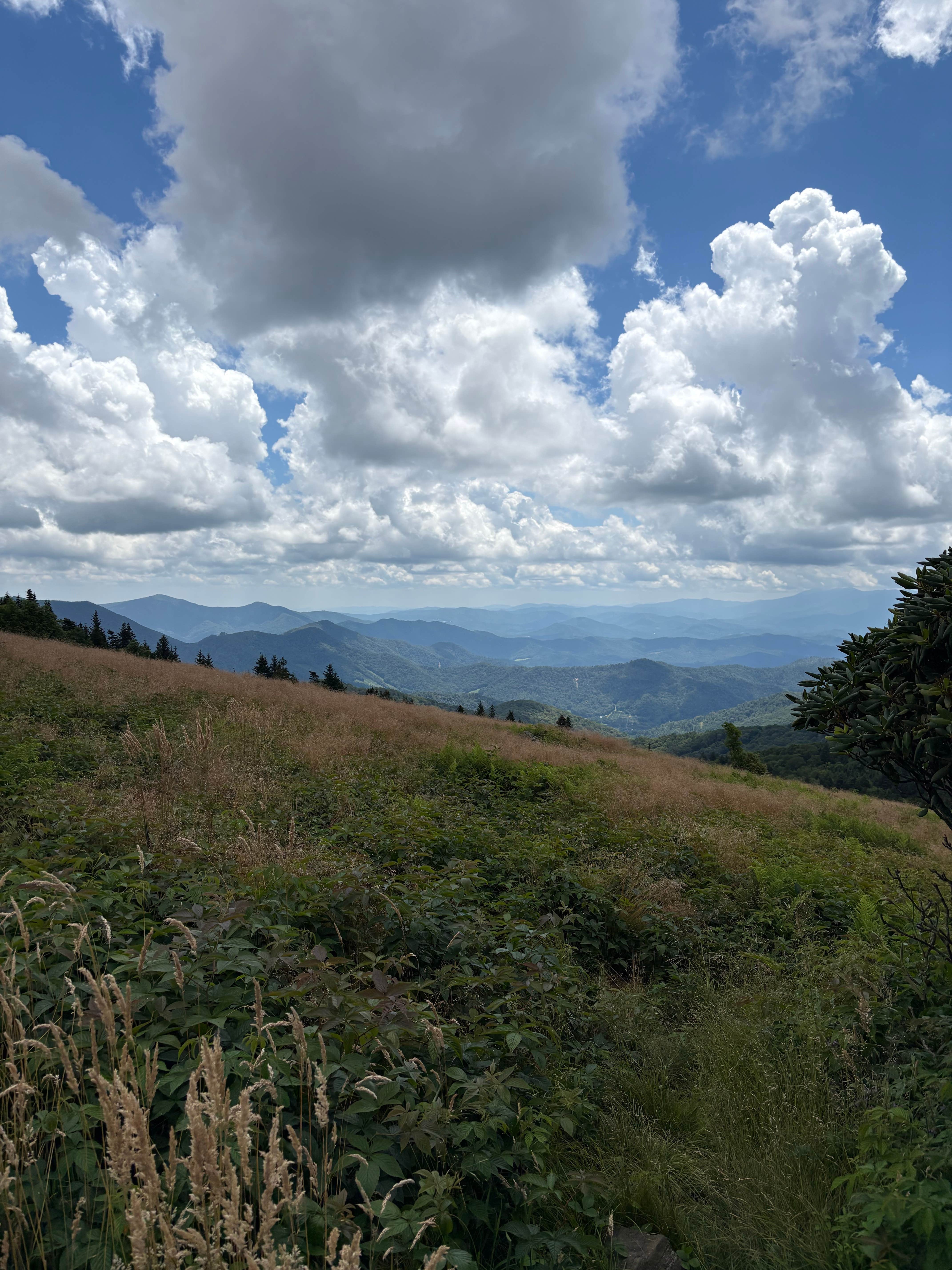 Nora M.'s photo of a dispersed camping area at Grassy Ridge Bald - Dispersed BackCountry in North Carolina