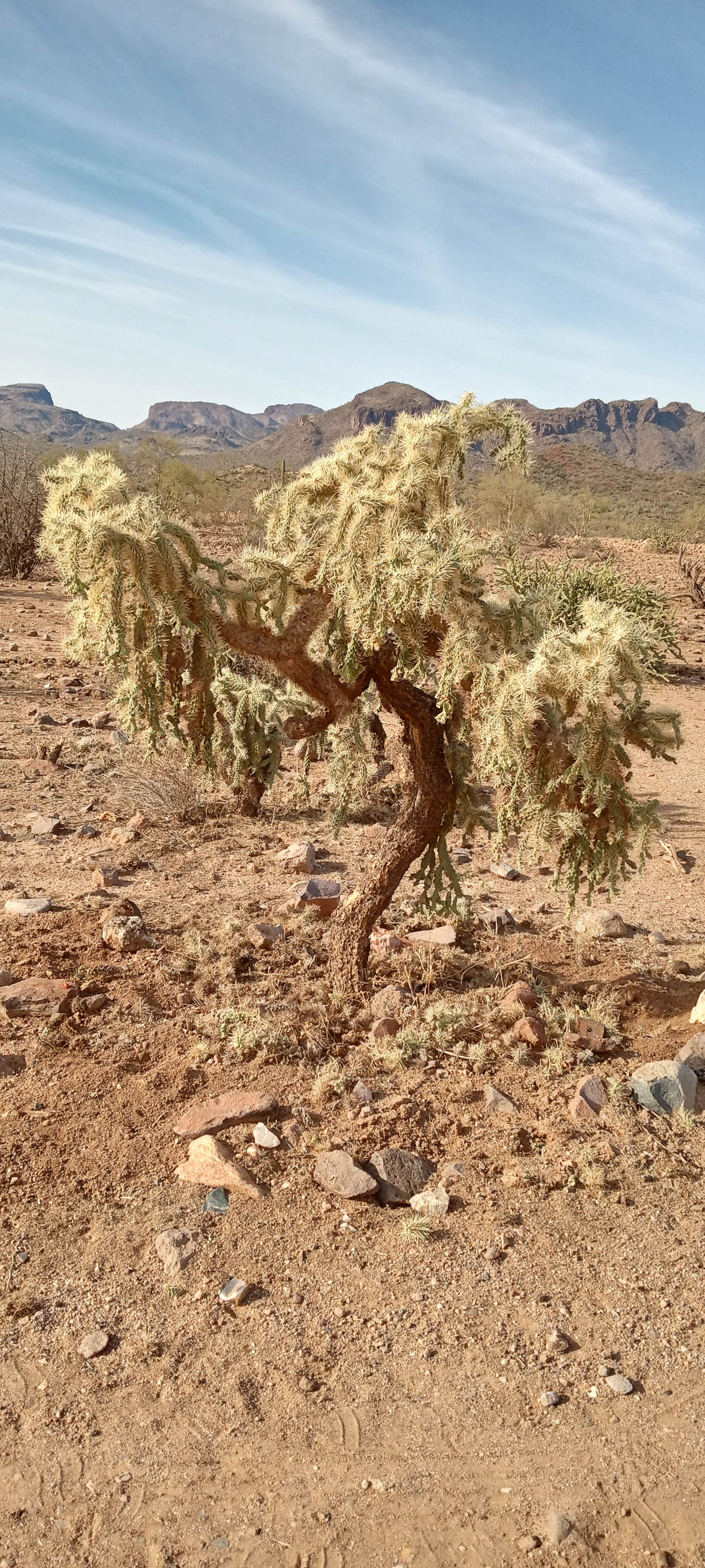 Camper-submitted photo at Old Airstrip Camping & Staging Area near Sun City West, AZ