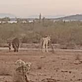 Review photo of Old Airstrip Camping & Staging Area by William M., December 12, 2024