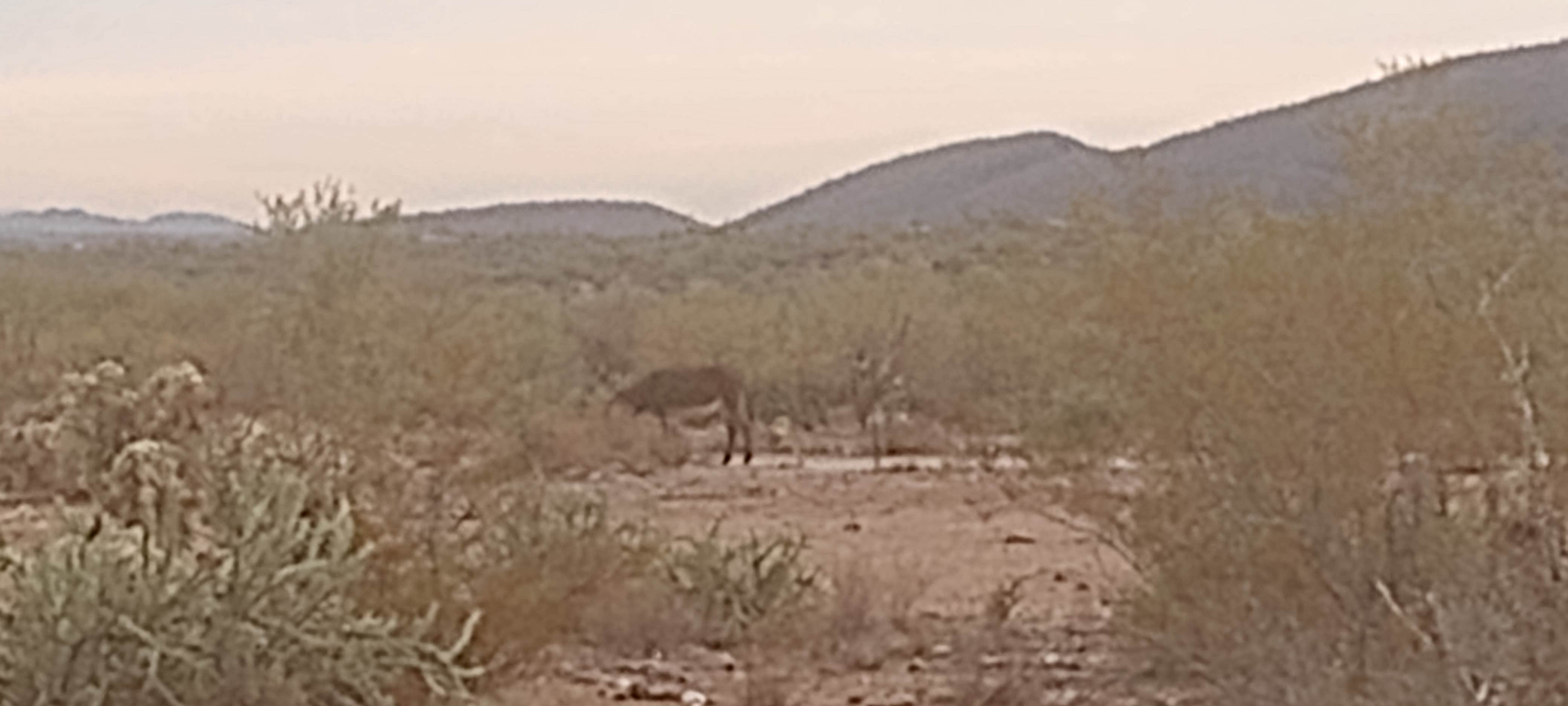 Camper-submitted photo at Old Airstrip Camping & Staging Area near Sun City West, AZ