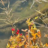 Review photo of Great Horned Owl Campground — Deer Creek State Park by Tamie S., November 10, 2025