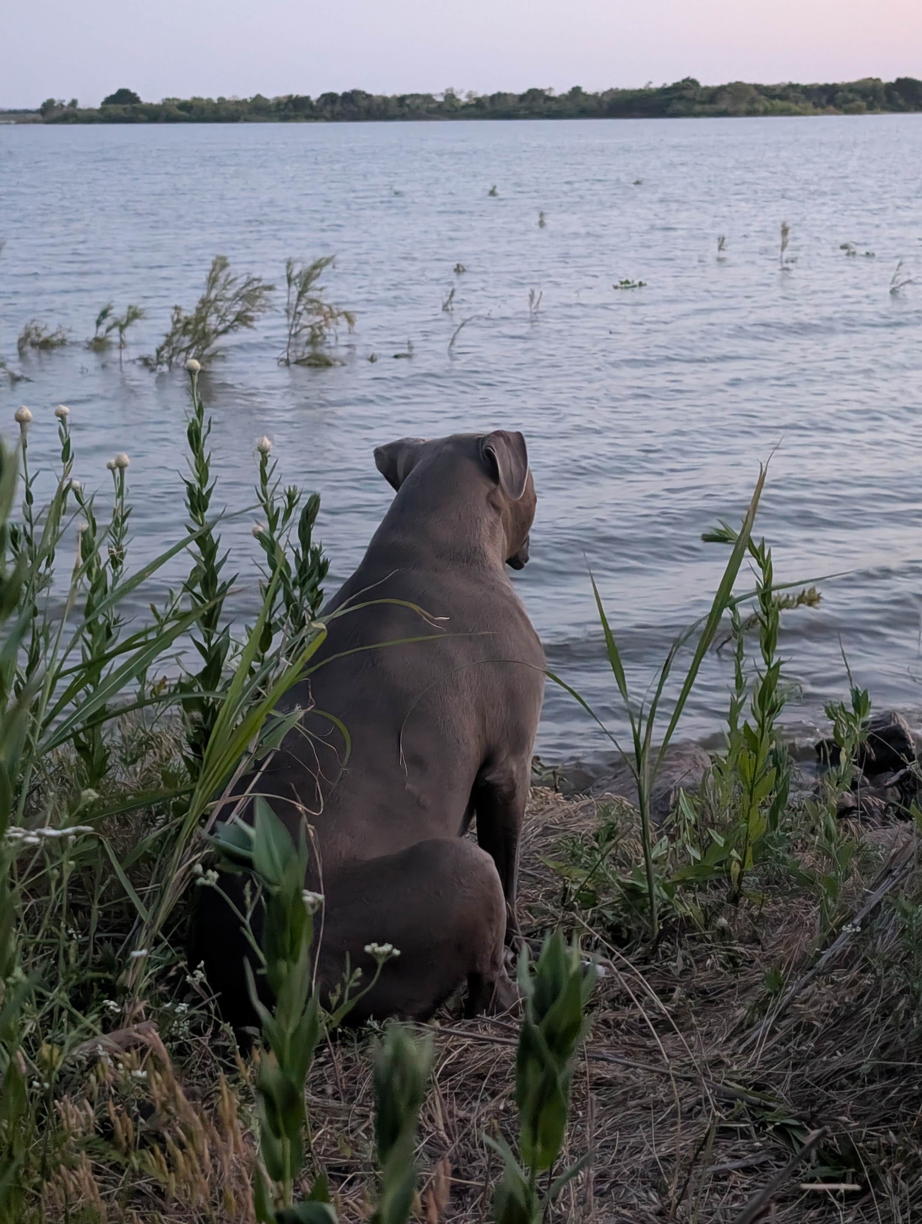 Pam H.'s photo of camping with pets at Great Plains State Park Dispersed Campsite near Lawton, OK