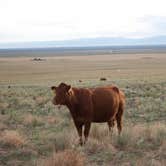 Review photo of Great Sand Dunes Dispersed by Laela H., June 14, 2025