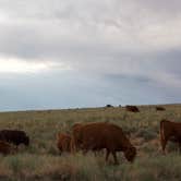 Review photo of Great Sand Dunes Dispersed by Laela H., June 14, 2025