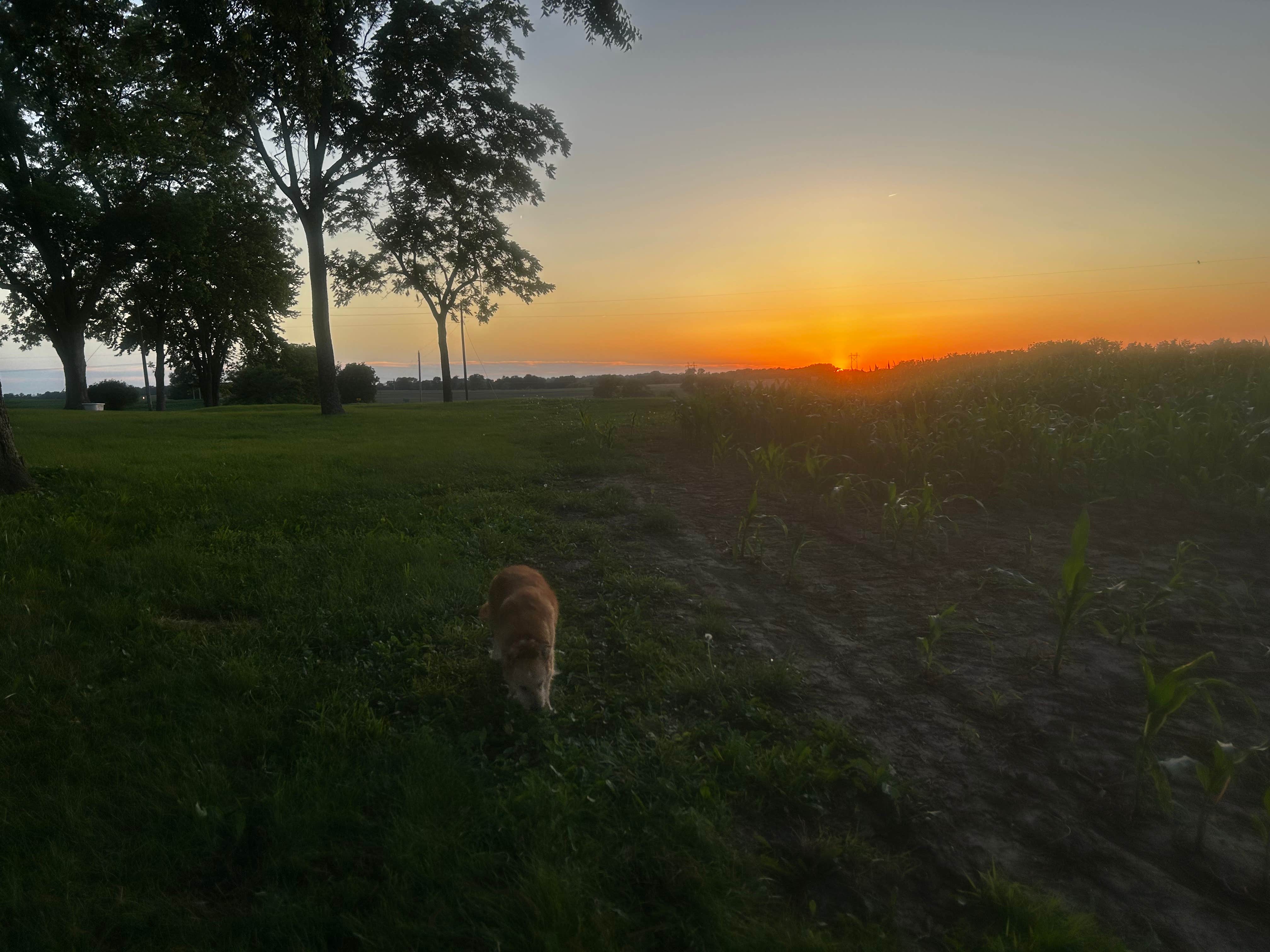 russell's photo of camping with pets at Green Acres at Red Brick Farmhouse near Lee's Summit, MO