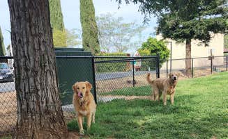 Heidi J.'s photo of camping with pets at Green Acres RV Park near Shasta Lake, CA