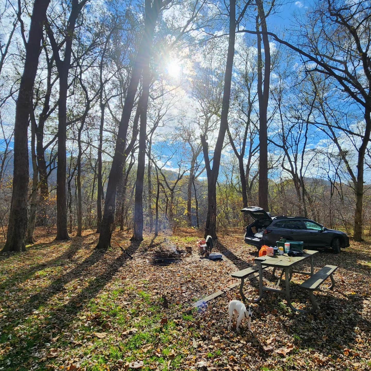 John C.'s photo of camping with pets at Green Ridge State Forest near Big Cove Tannery, PA