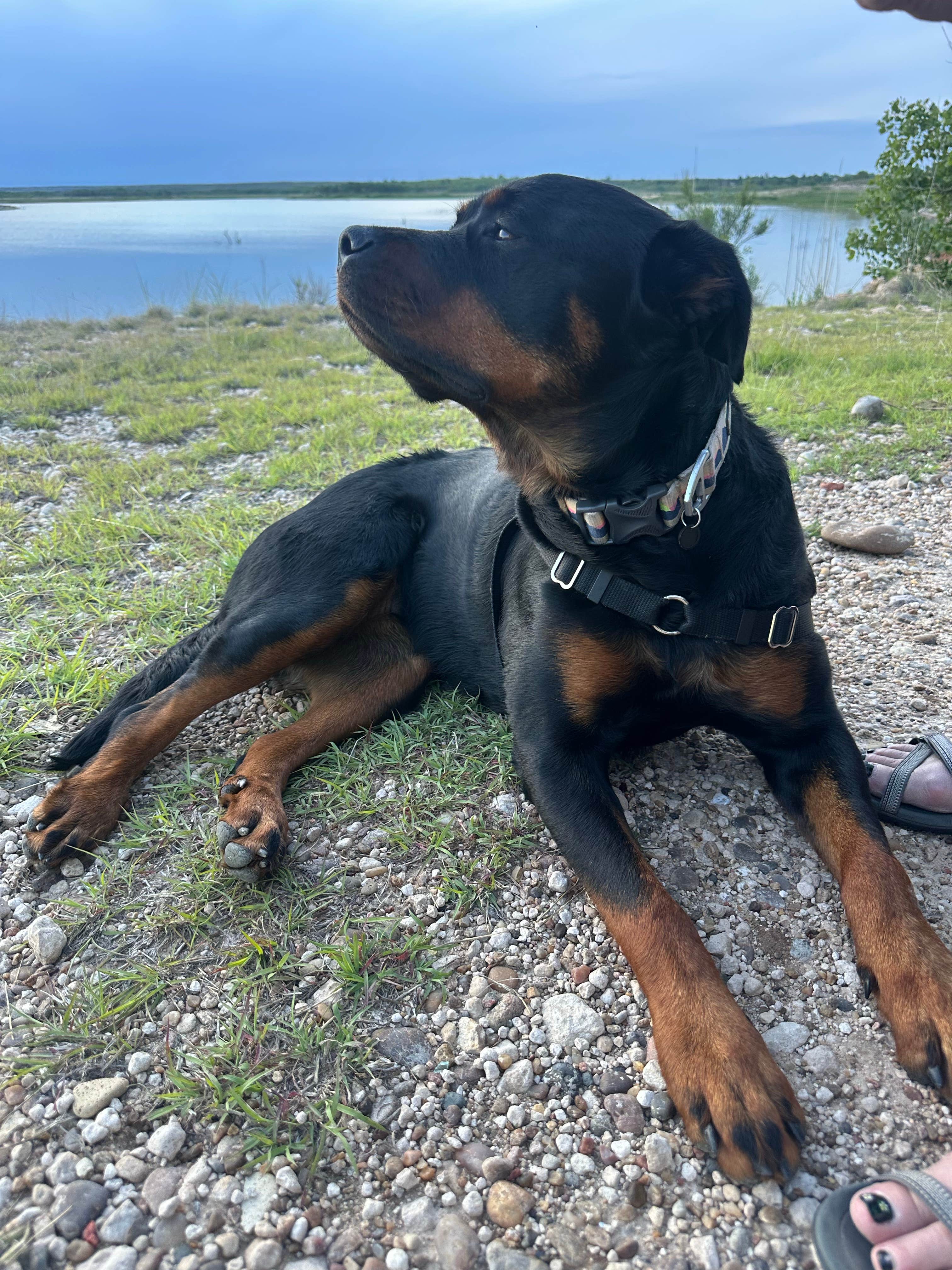 Teresa A.'s photo of camping with pets at Greenbelt Reservoir Dispersed near Quitaque, TX