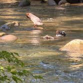 Review photo of Greenbrier Campground by Zach H., August 7, 2026