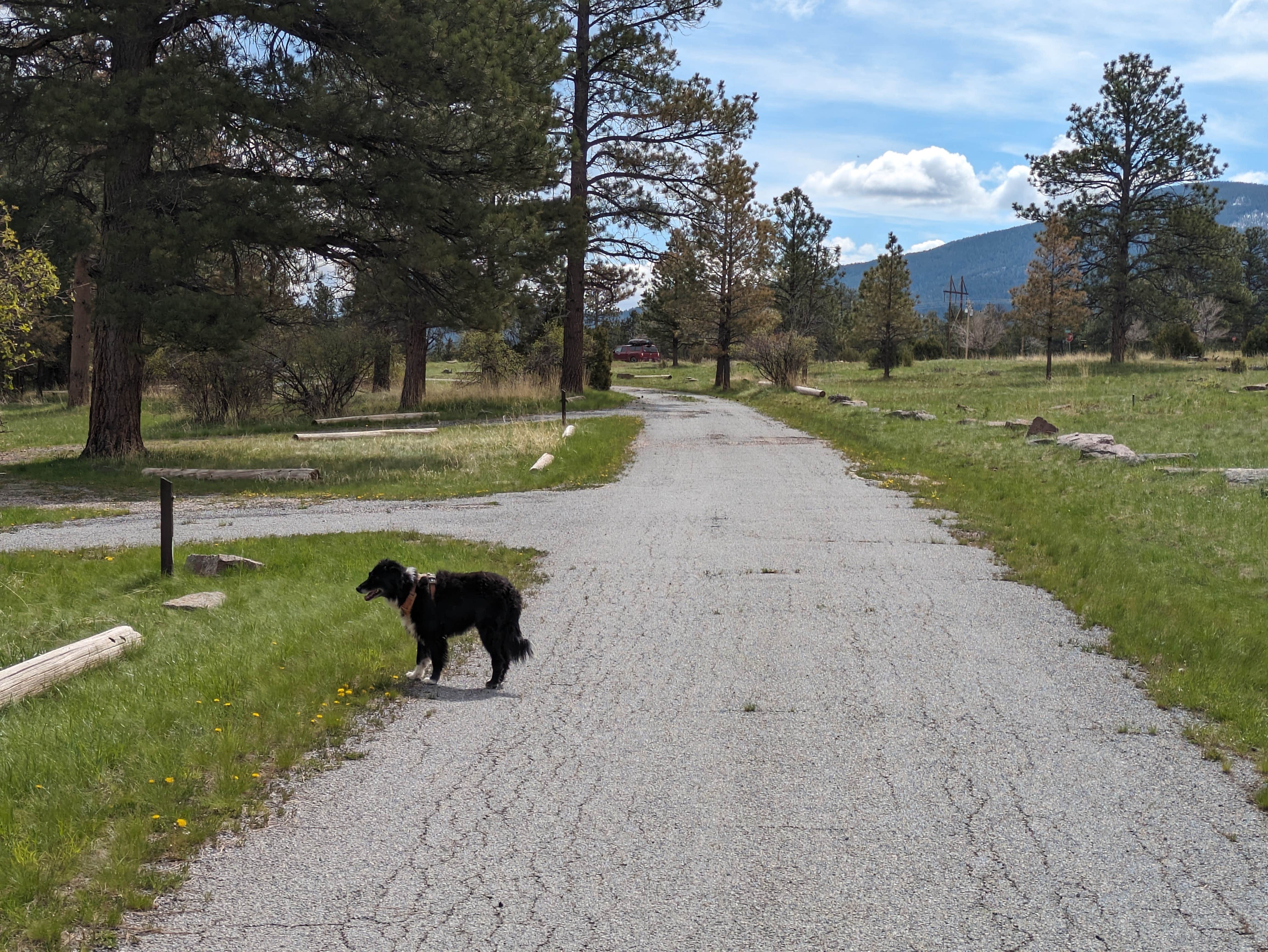 Greg L.'s photo of camping with pets at Greendale - Ashley National Forest near Ashley National Forest